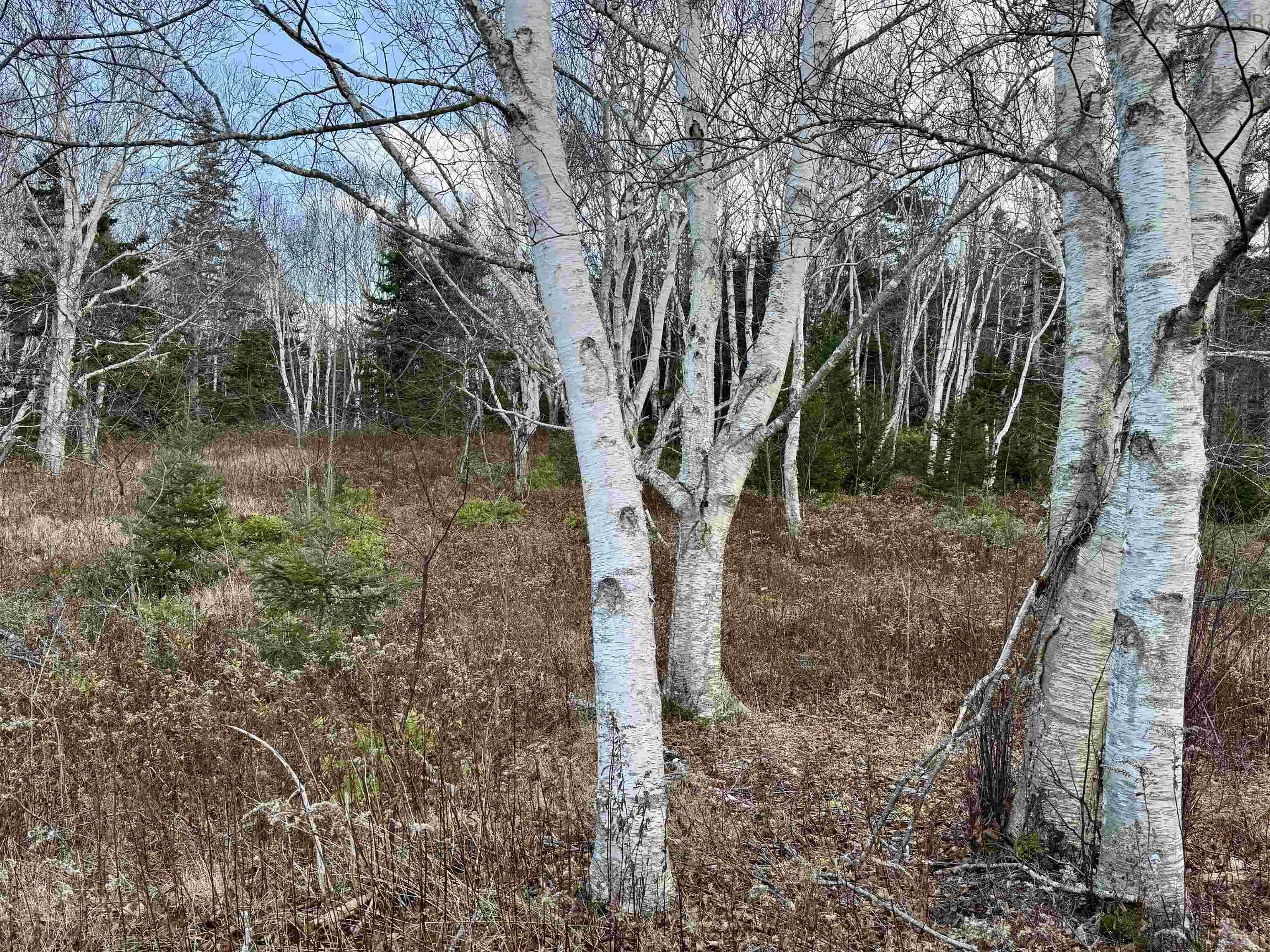 Highway 104, Irish Cove Ns B0e 3b0, ,Land,For Sale,Highway 104,202427634