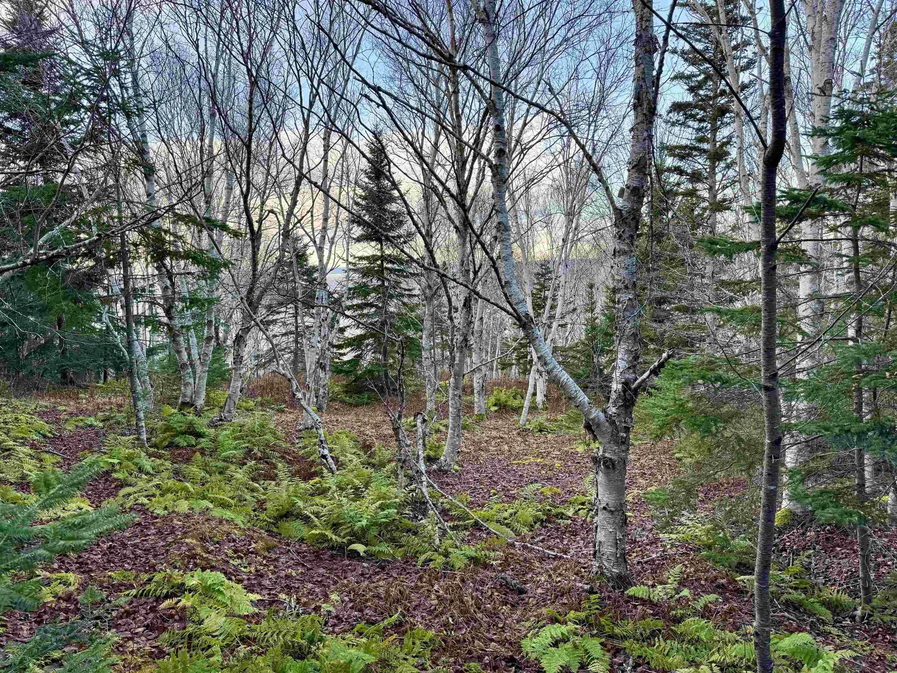 Highway 104, Irish Cove Ns B0e 3b0, ,Land,For Sale,Highway 104,202427634