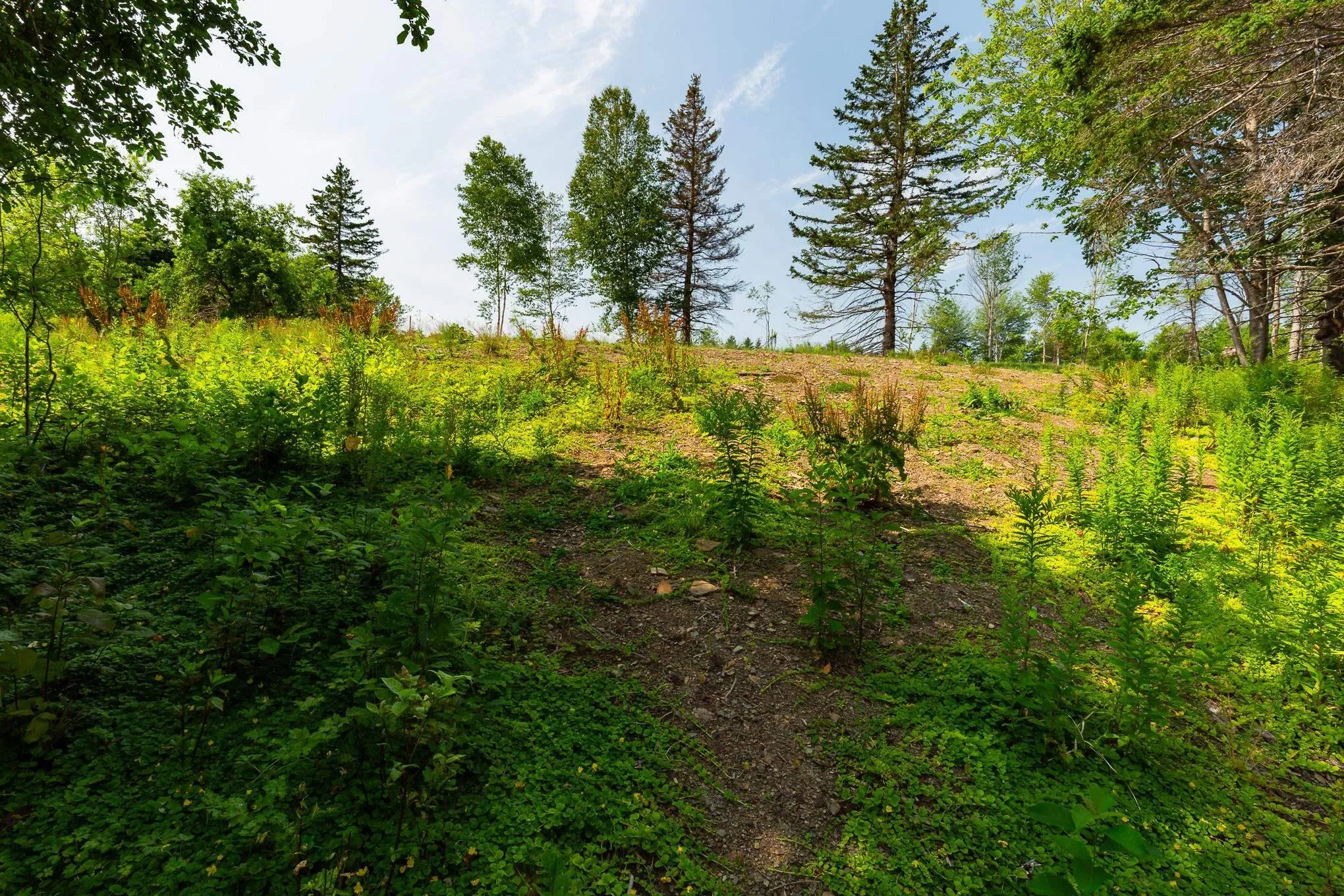 Highway 19, Hawleys Hill Highway Lot 2, Mabou Ns B0e 1x0, ,Land,For Sale,Highway 19, Hawleys Hill,202424379