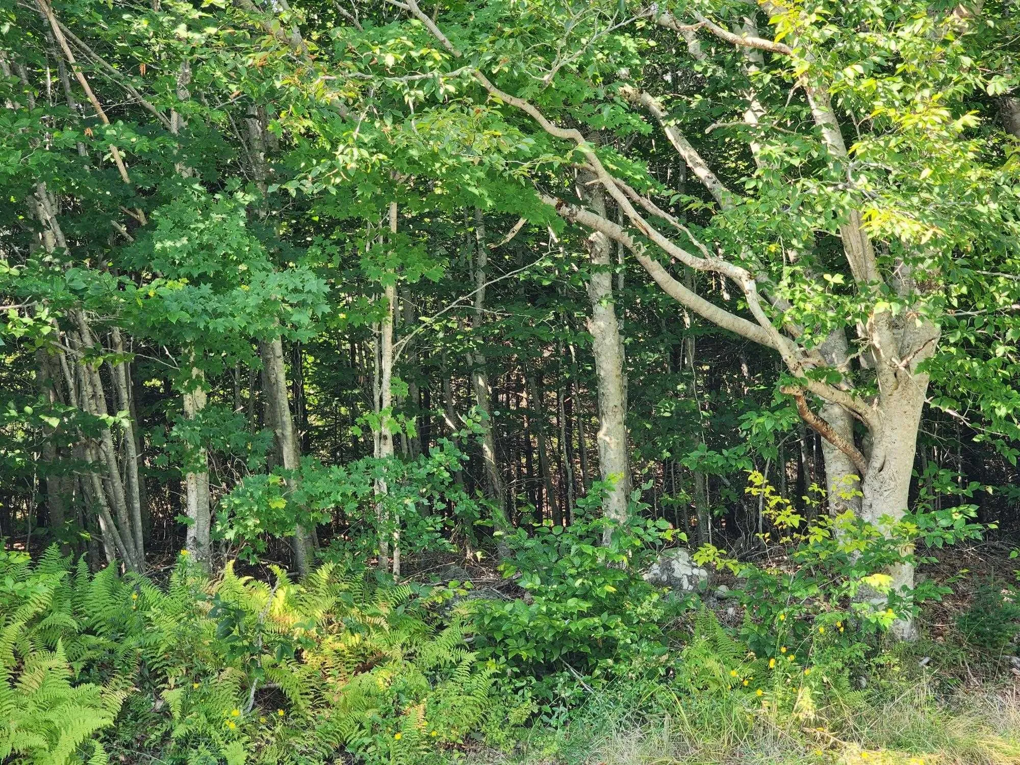 875 Beech Hill Road, Beech Hill Farms Ns B0t 1g0, 2 Bedrooms Bedrooms, ,2 BathroomsBathrooms,Residential,For Sale,Beech Hill,202422336