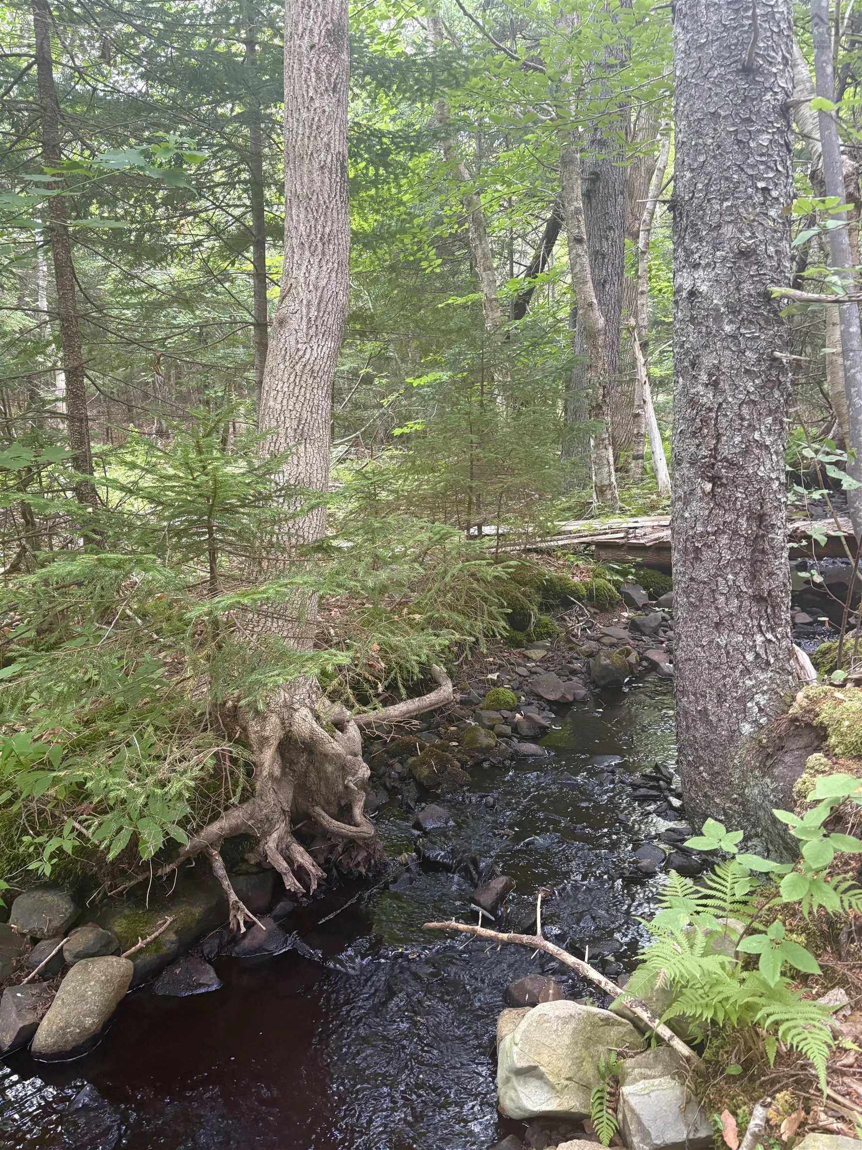 415 Sissiboo Road, Weymouth, NS B0W 3T0, ,Land,For Sale,Sissiboo Road,202520742