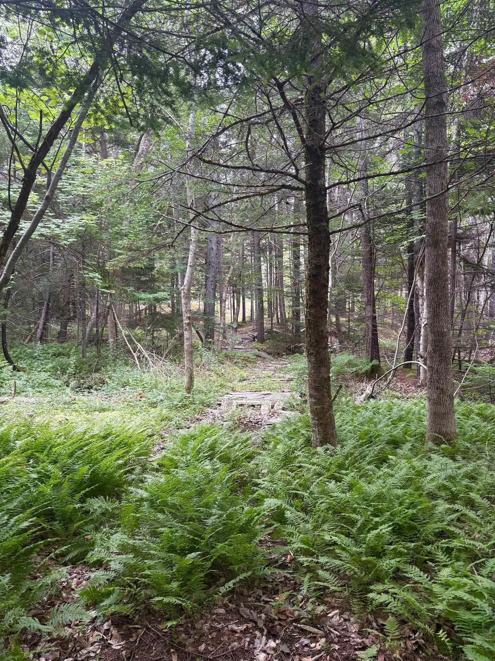 415 Sissiboo Road, Weymouth, NS B0W 3T0, ,Land,For Sale,Sissiboo Road,202520742