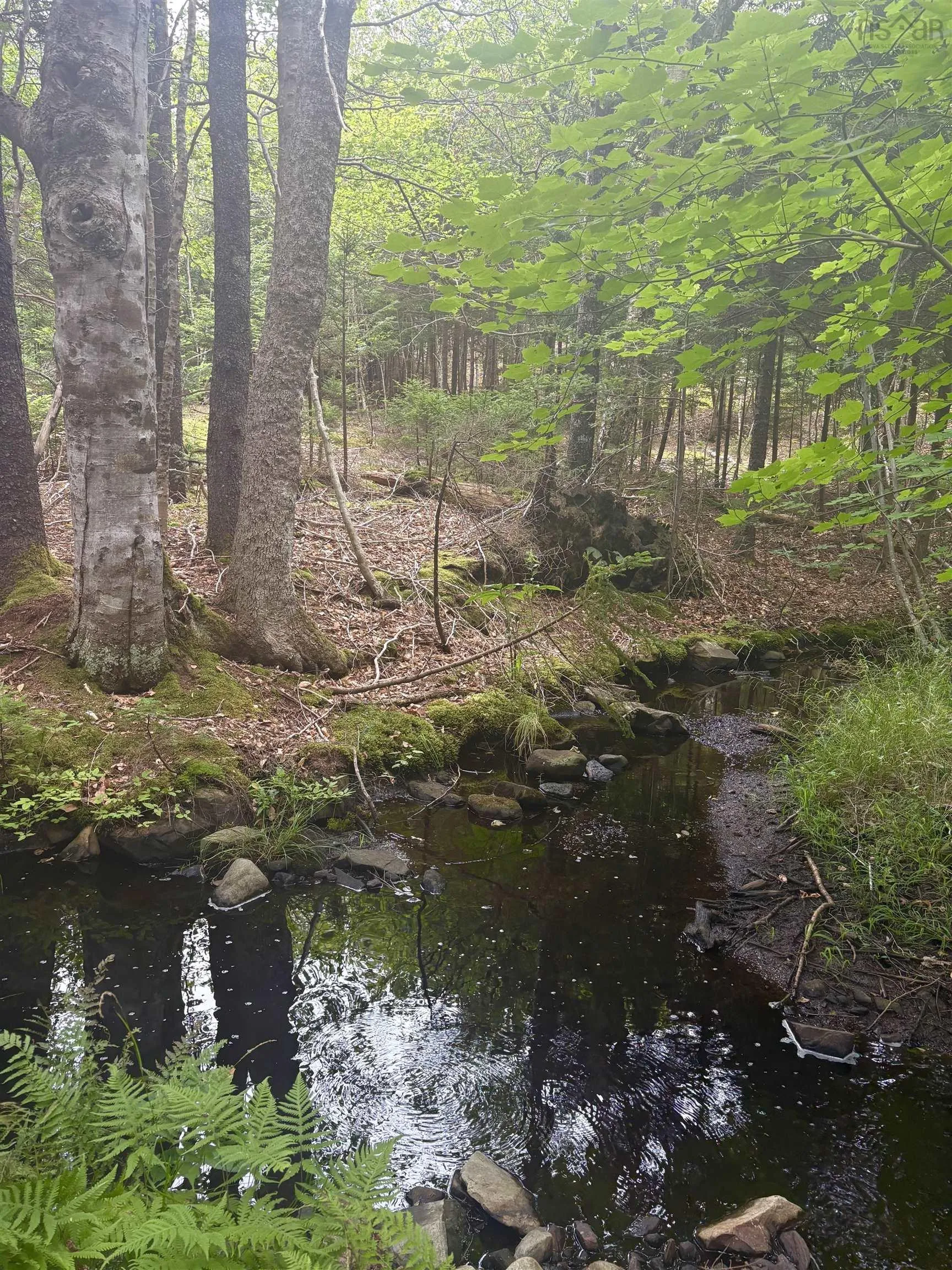 415 Sissiboo Road, Weymouth, NS B0W 3T0, ,Land,For Sale,Sissiboo Road,202520742