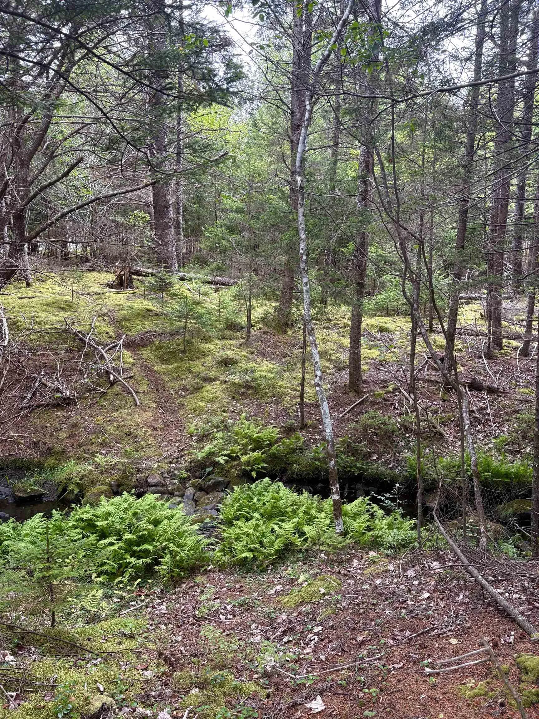 415 Sissiboo Road, Weymouth, NS B0W 3T0, ,Land,For Sale,Sissiboo Road,202520742