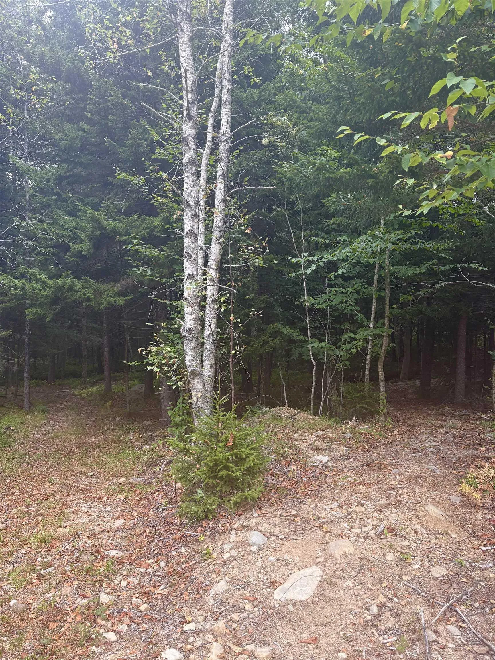 415 Sissiboo Road, Weymouth, NS B0W 3T0, ,Land,For Sale,Sissiboo Road,202520742