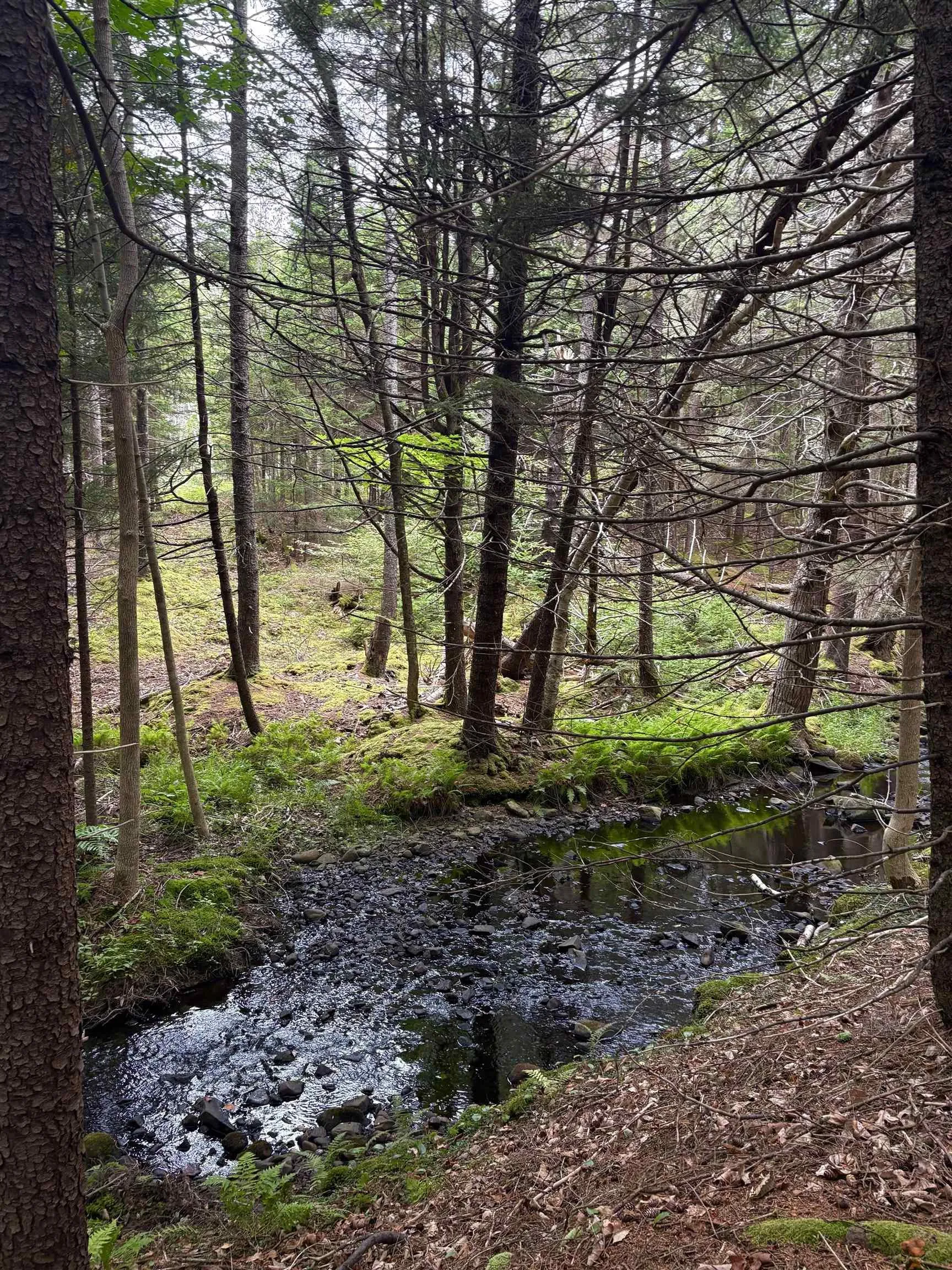 415 Sissiboo Road, Weymouth, NS B0W 3T0, ,Land,For Sale,Sissiboo Road,202520742