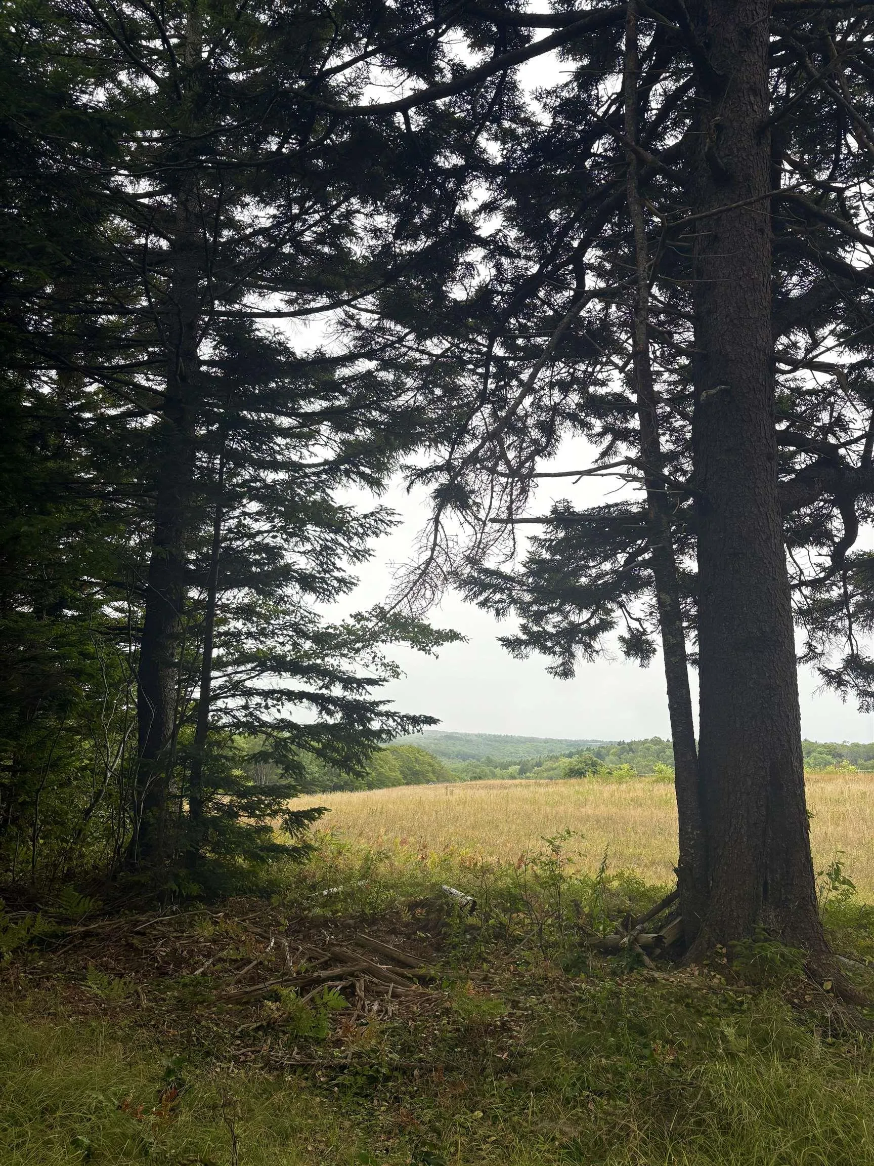 415 Sissiboo Road, Weymouth, NS B0W 3T0, ,Land,For Sale,Sissiboo Road,202520742