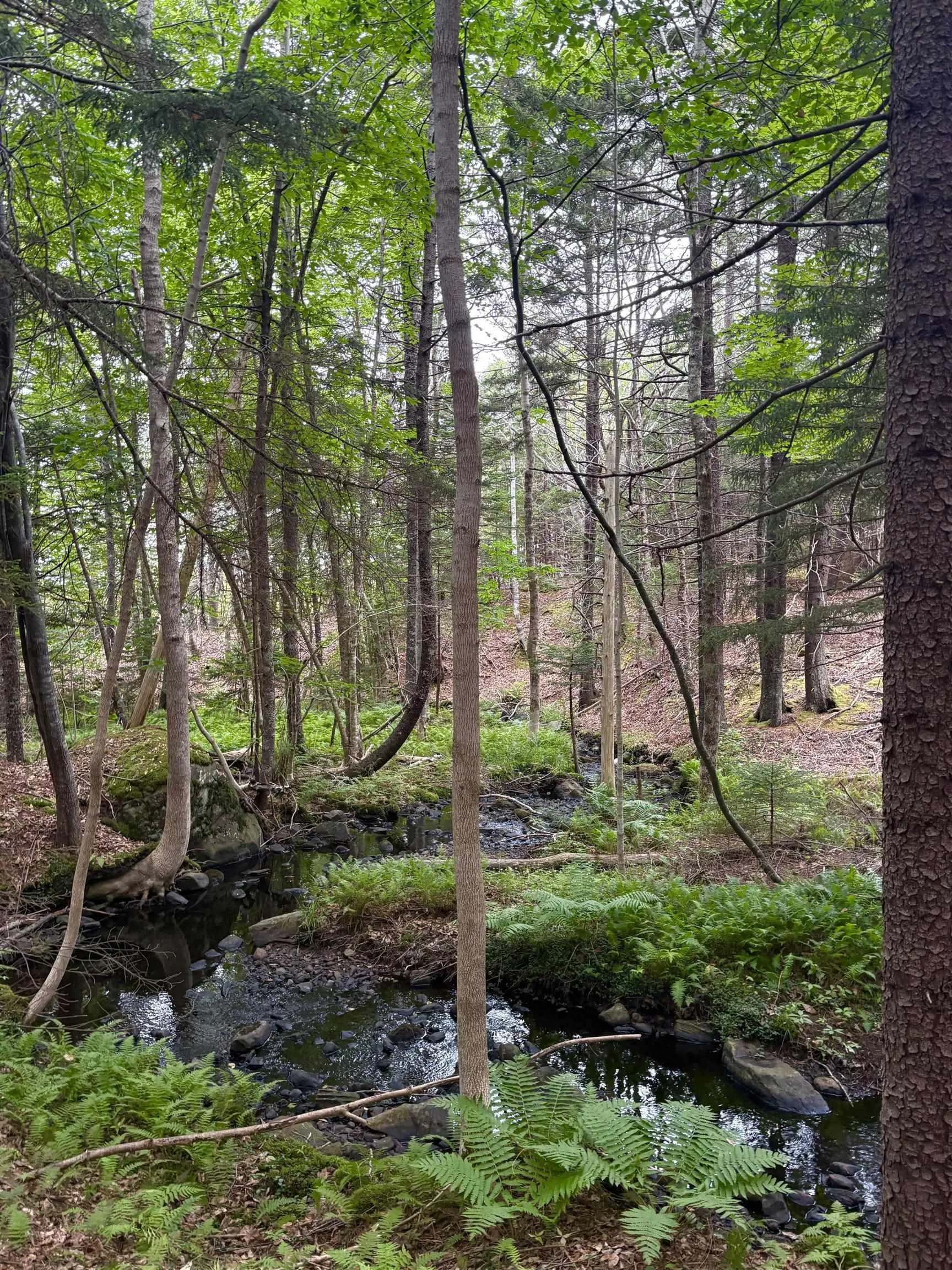 415 Sissiboo Road, Weymouth, NS B0W 3T0, ,Land,For Sale,Sissiboo Road,202520742