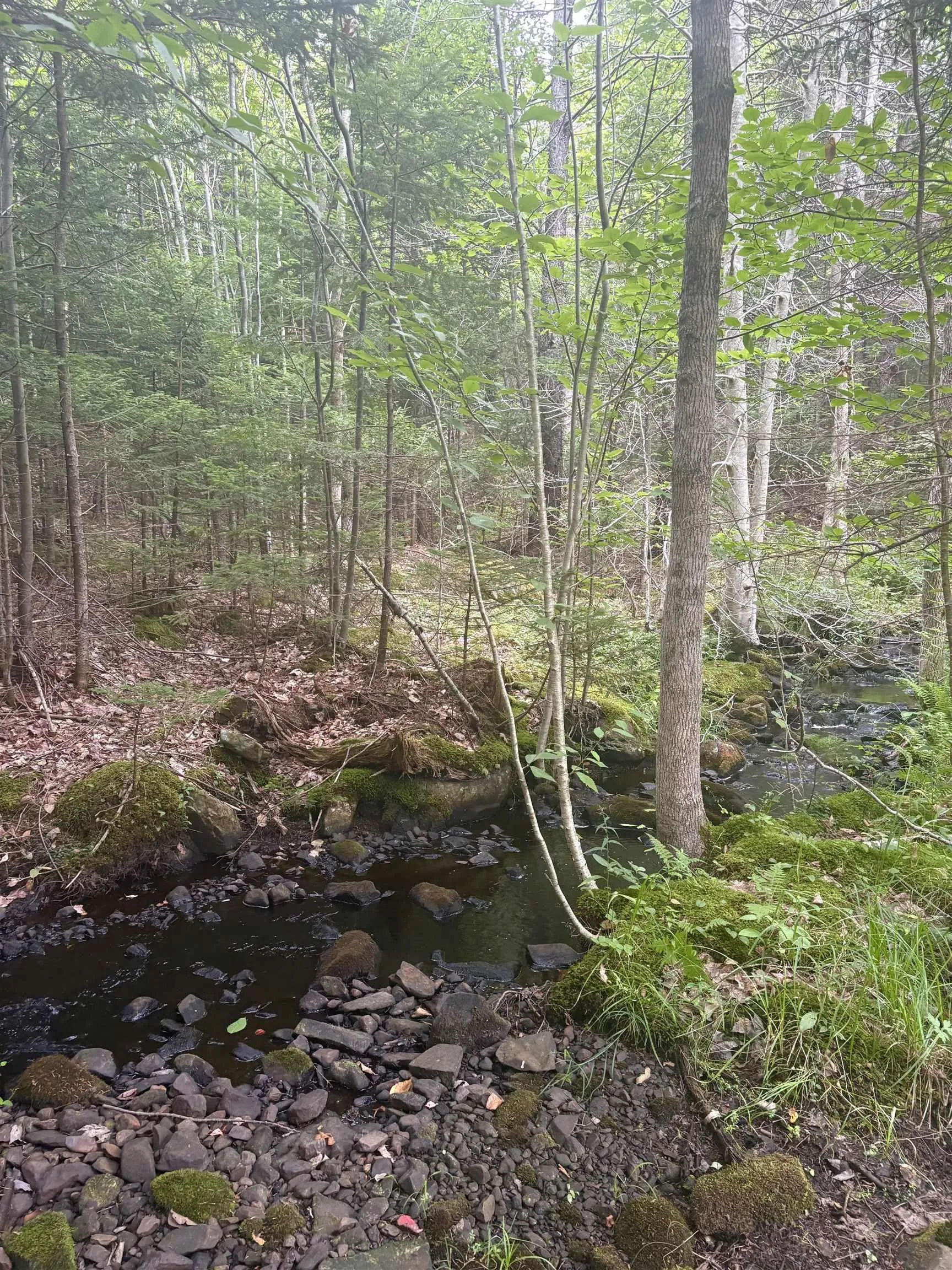 415 Sissiboo Road, Weymouth, NS B0W 3T0, ,Land,For Sale,Sissiboo Road,202520742