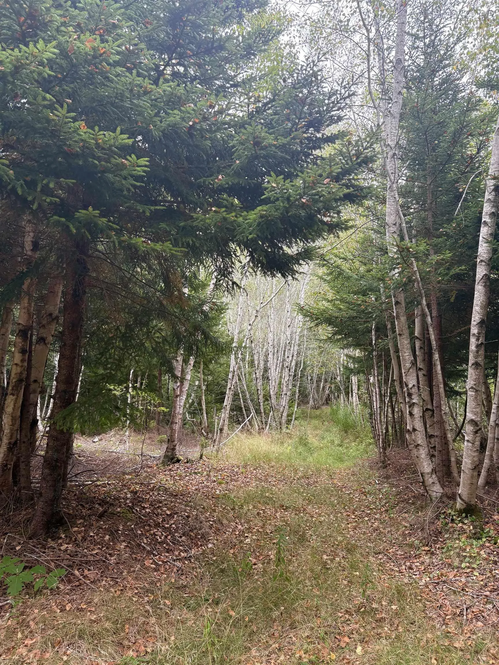 415 Sissiboo Road, Weymouth, NS B0W 3T0, ,Land,For Sale,Sissiboo Road,202520742