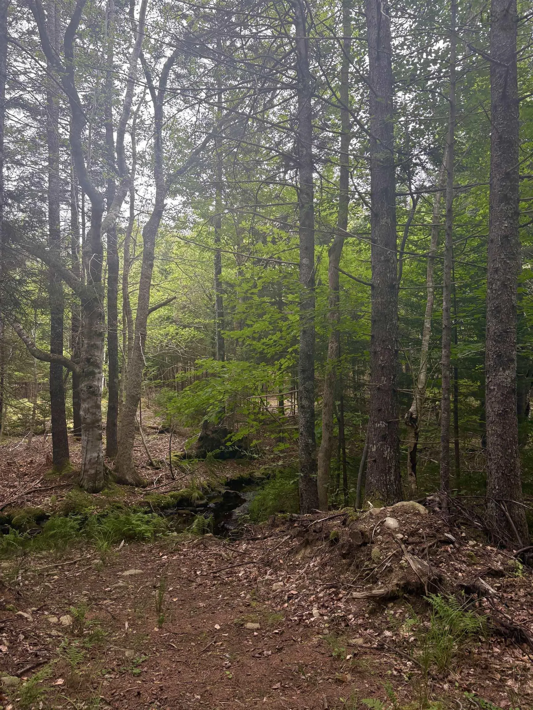 415 Sissiboo Road, Weymouth, NS B0W 3T0, ,Land,For Sale,Sissiboo Road,202520742