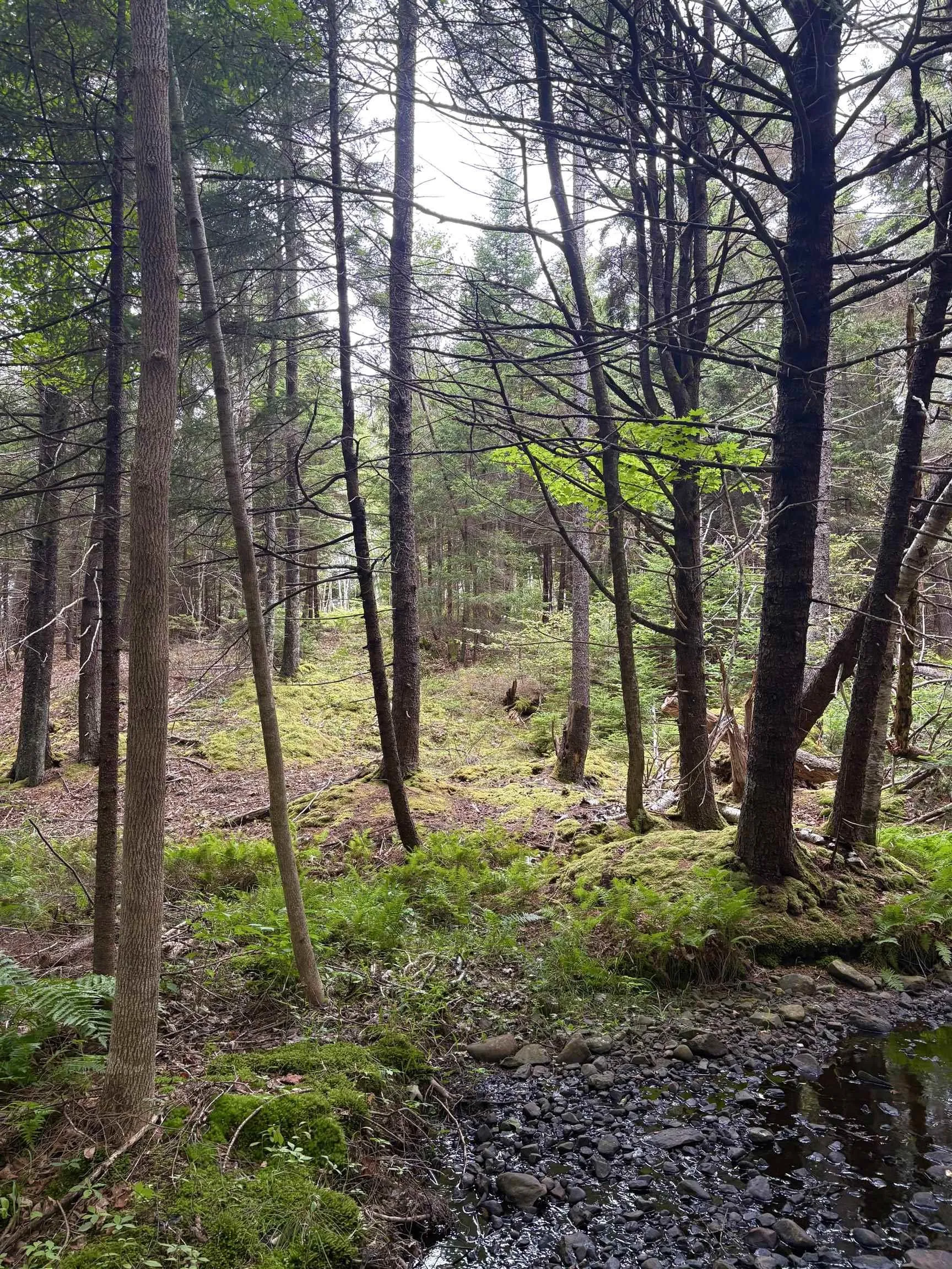 415 Sissiboo Road, Weymouth, NS B0W 3T0, ,Land,For Sale,Sissiboo Road,202520742