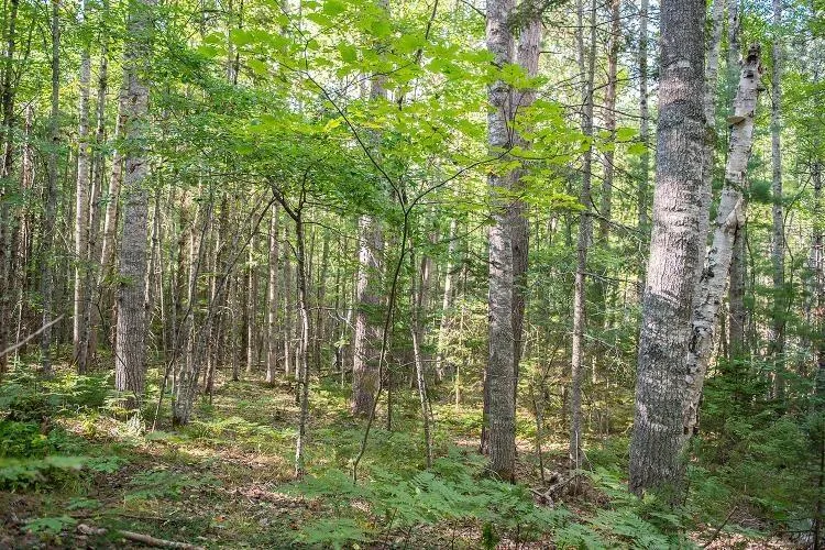 Park Street, Kentville Ns B4n 5h3, ,Land,For Sale,Park,202416916