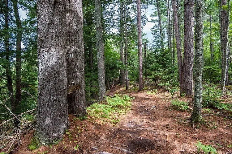 Park Street, Kentville Ns B4n 5h3, ,Land,For Sale,Park,202416916