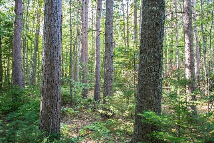 Park Street, Kentville Ns B4n 5h3, ,Land,For Sale,Park,202416916