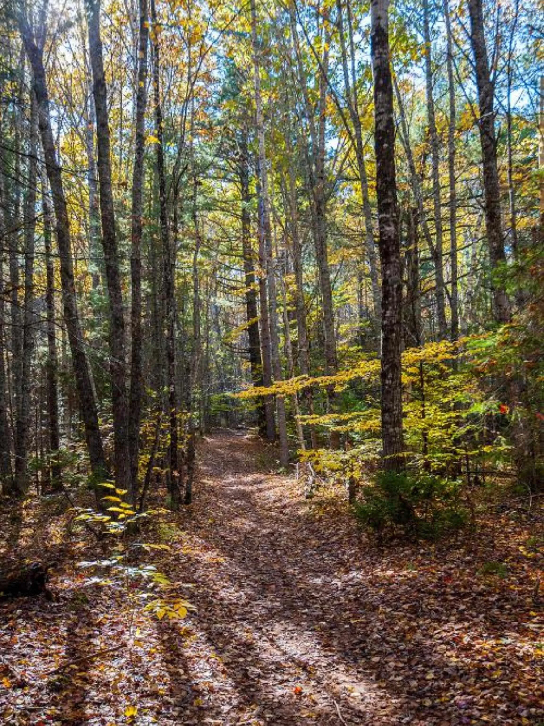 Park Street, Kentville Ns B4n 5h3, ,Land,For Sale,Park,202416916