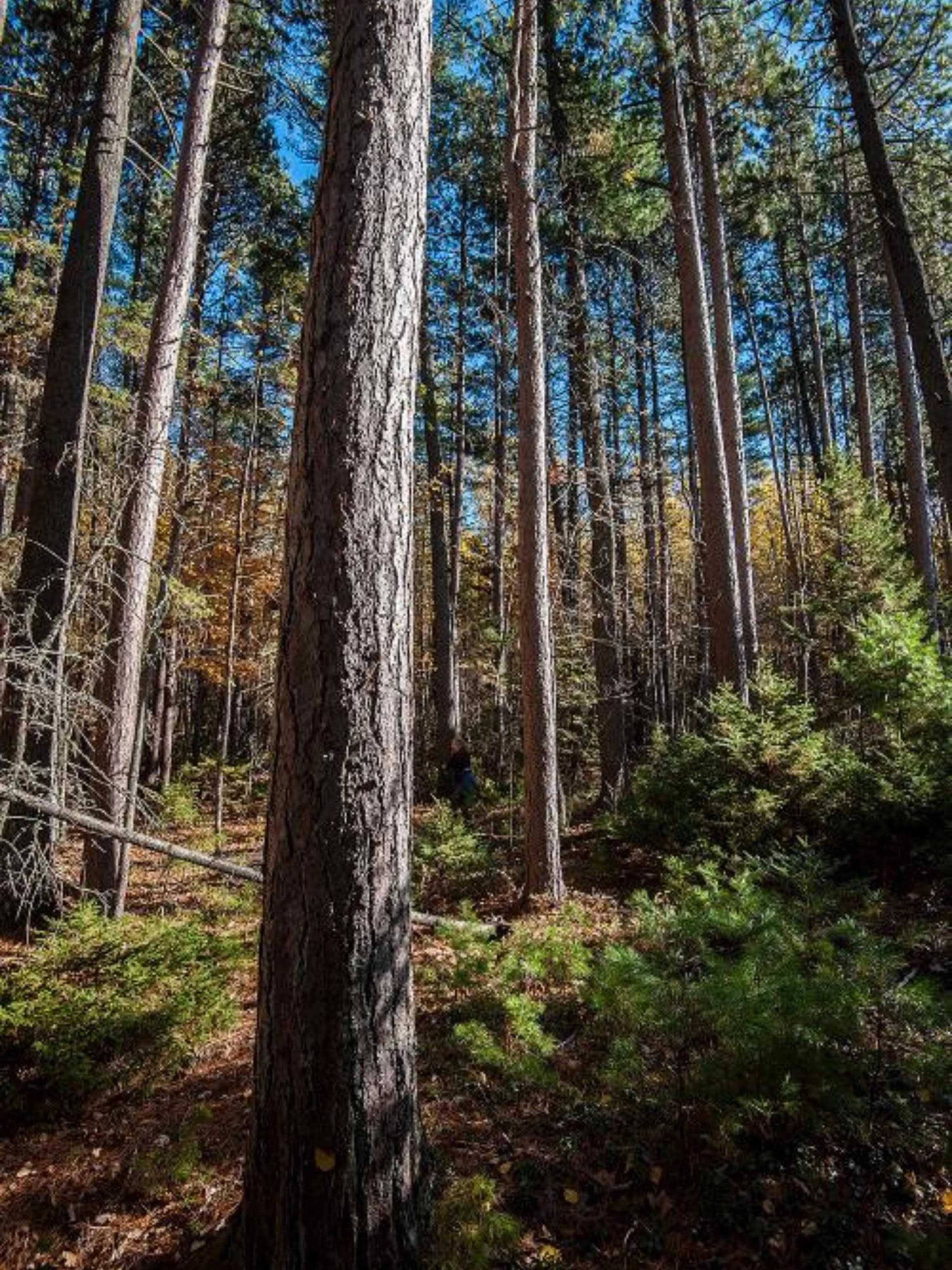 Park Street, Kentville Ns B4n 5h3, ,Land,For Sale,Park,202416916