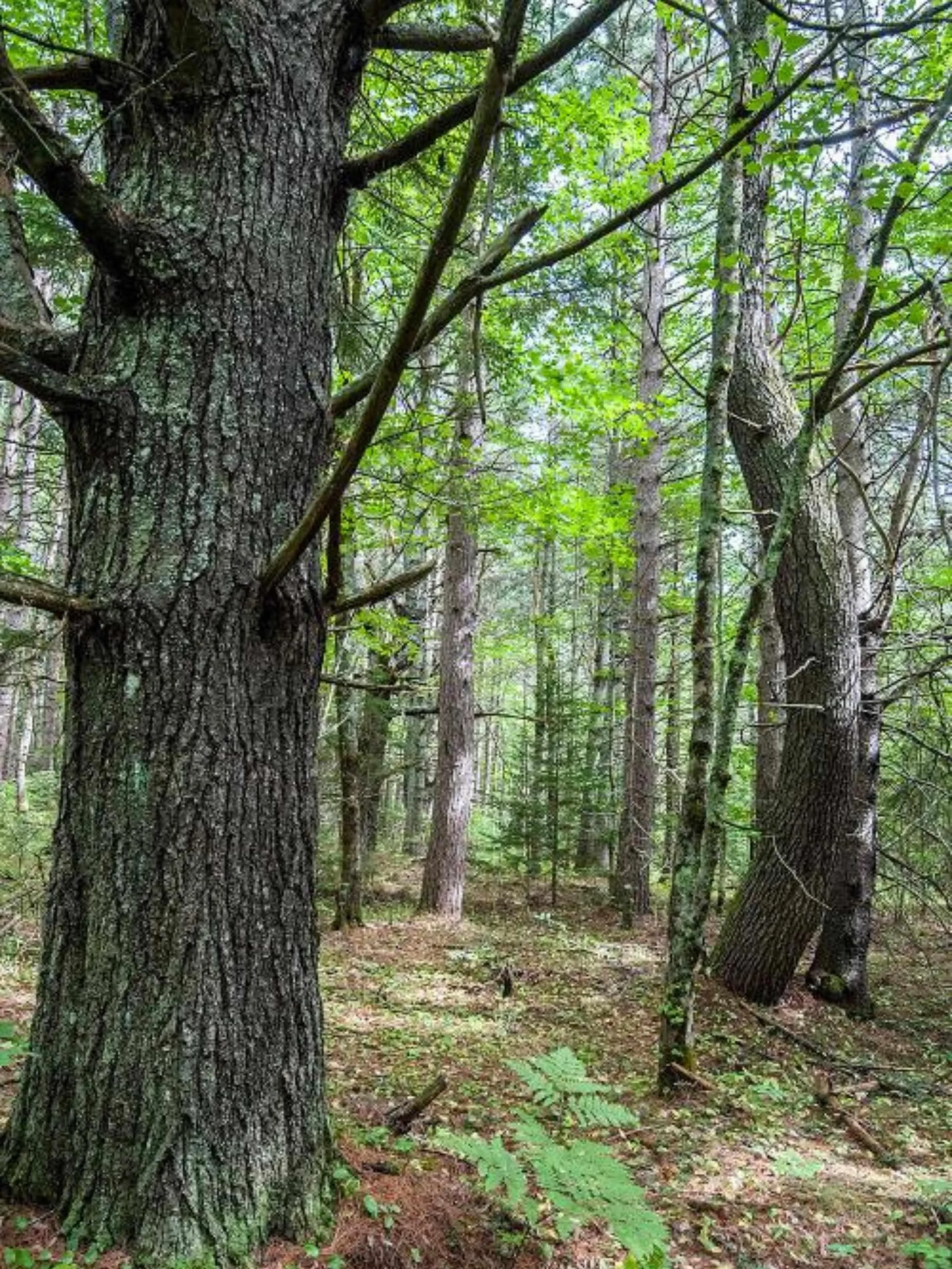 Park Street, Kentville Ns B4n 5h3, ,Land,For Sale,Park,202416916
