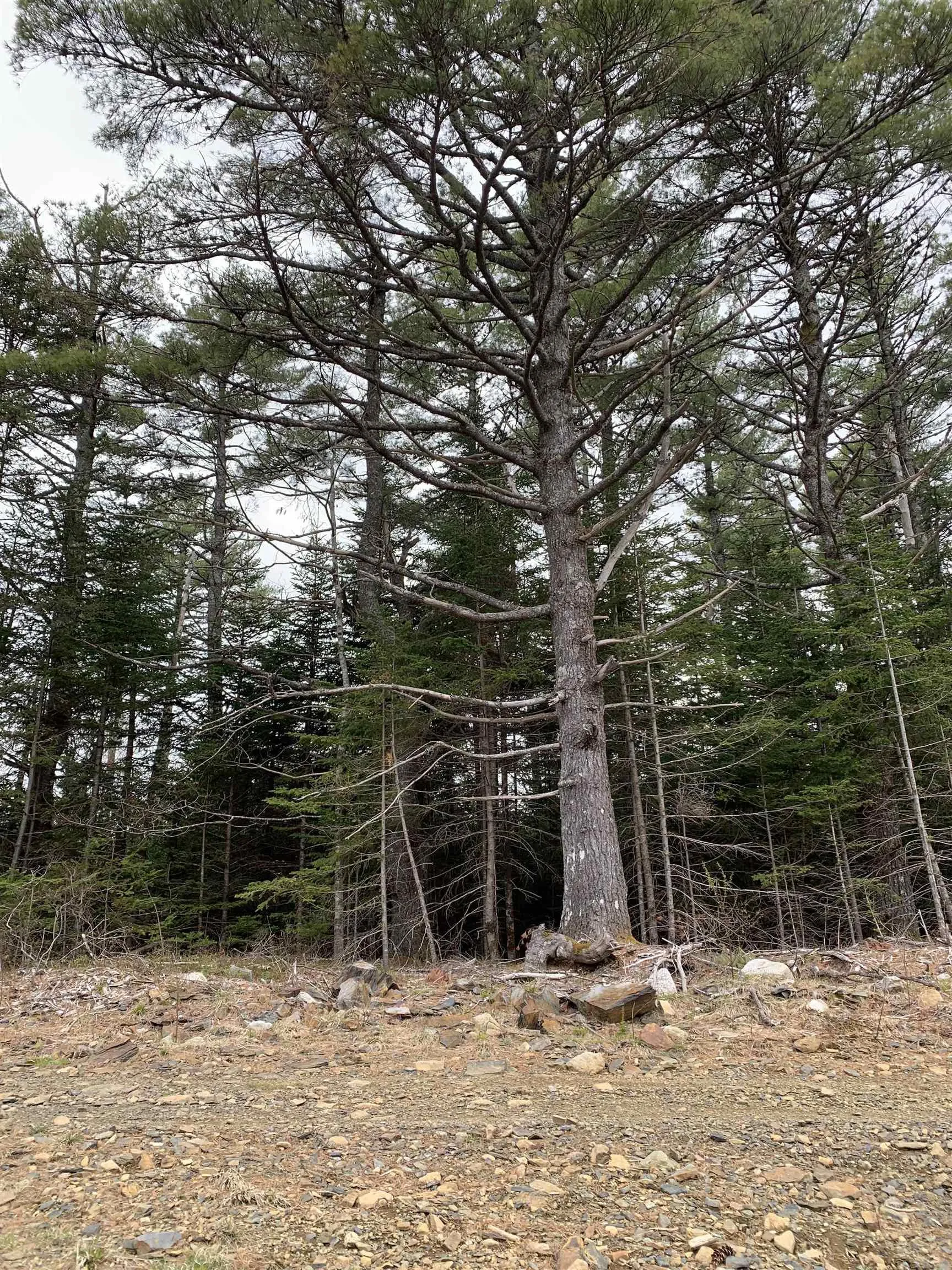 No 103 Highway, Western Shore Ns B0j 3m0, ,Land,For Sale,Highway,202410229
