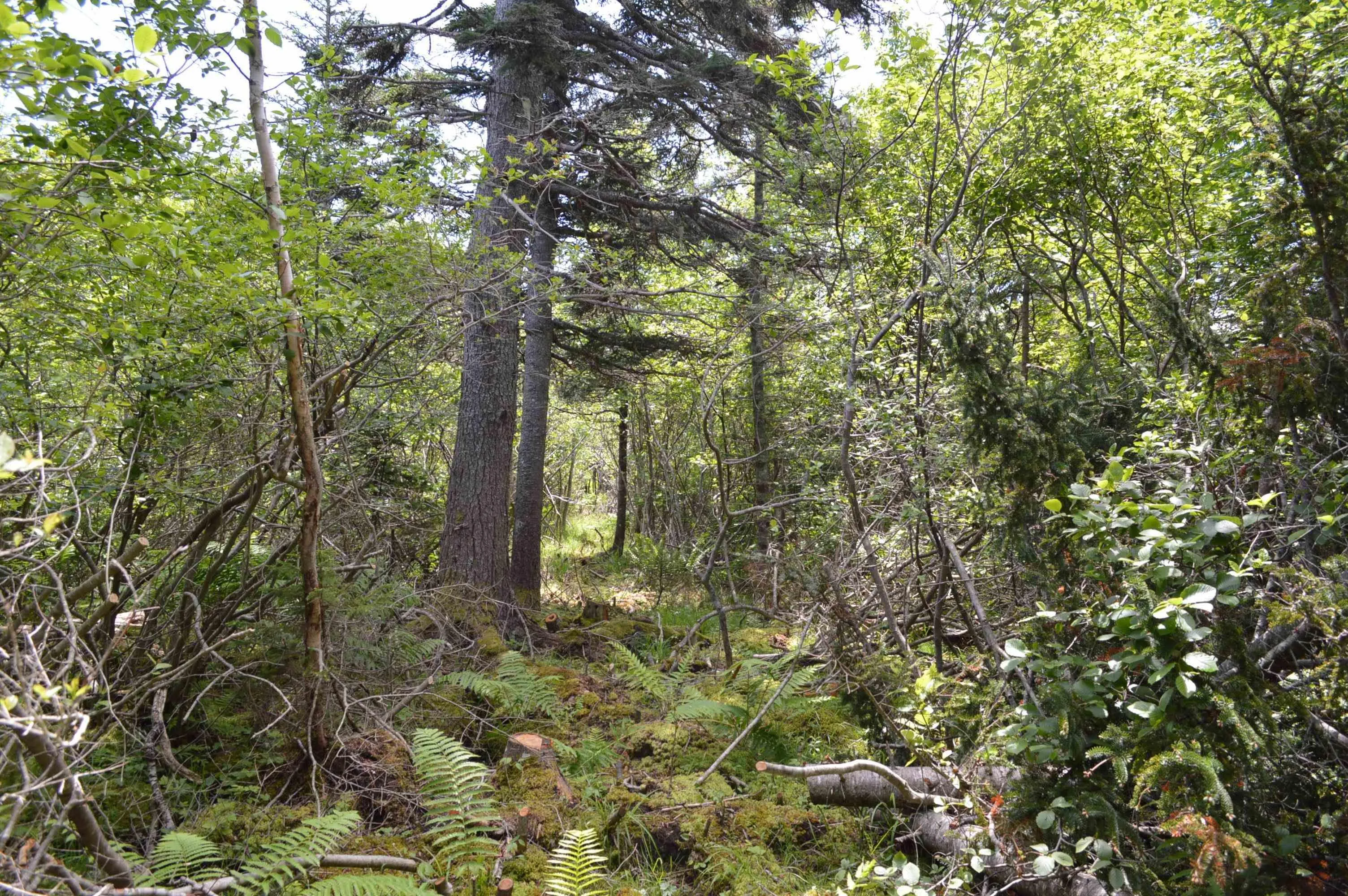 Portion Of 60169216 Blue Rocks Road, Garden Lots, NS B0J 2C0, ,Land,For Sale,Pid 60169216 Blue Rocks,202511266