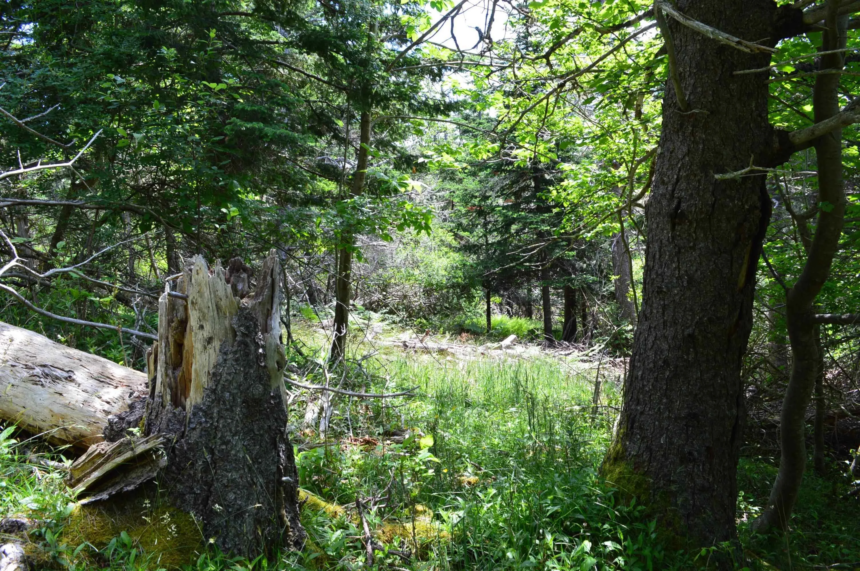 Portion Of 60169216 Blue Rocks Road, Garden Lots, NS B0J 2C0, ,Land,For Sale,Pid 60169216 Blue Rocks,202511266