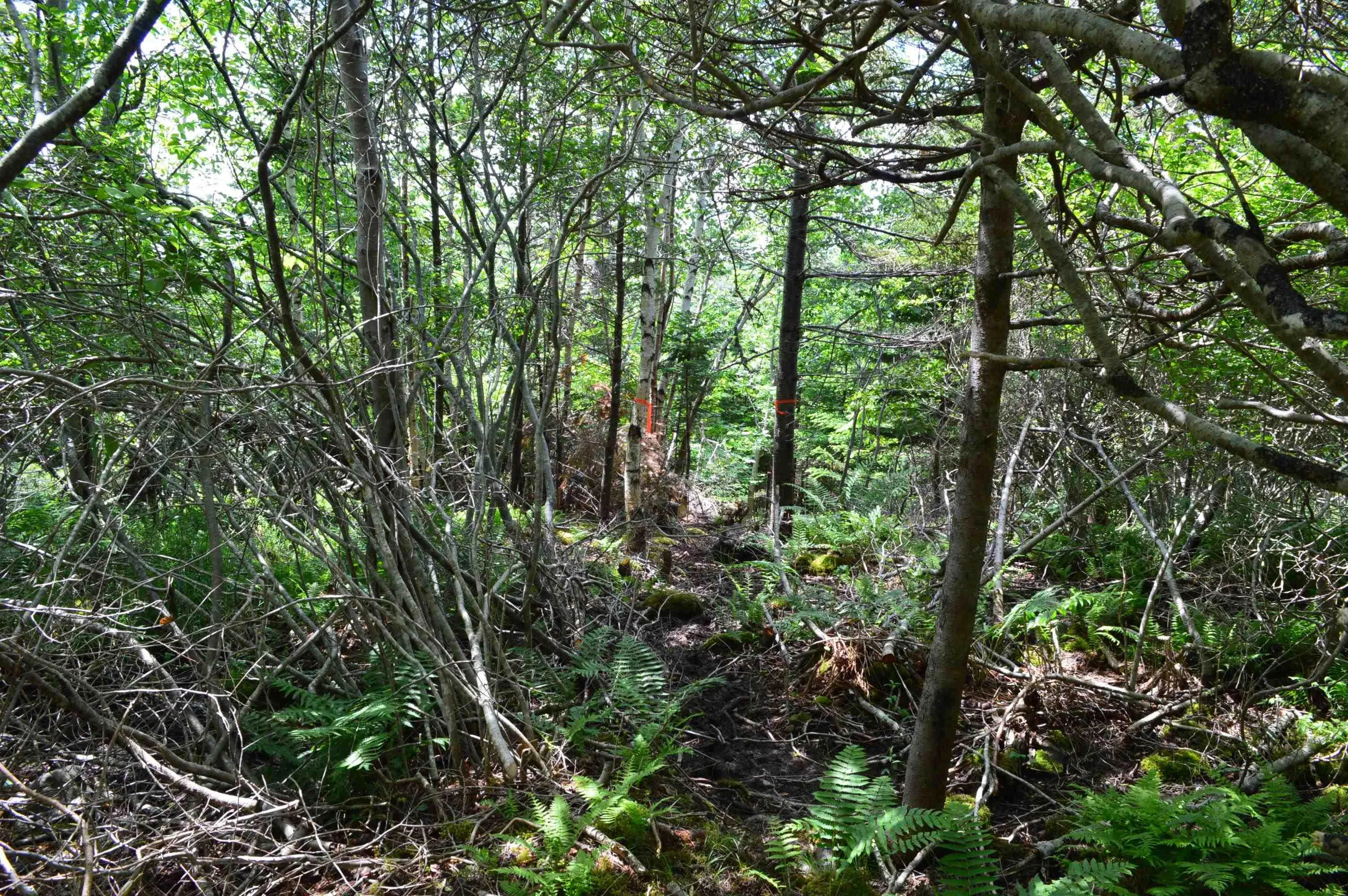 Portion Of 60169216 Blue Rocks Road, Garden Lots, NS B0J 2C0, ,Land,For Sale,Pid 60169216 Blue Rocks,202511266