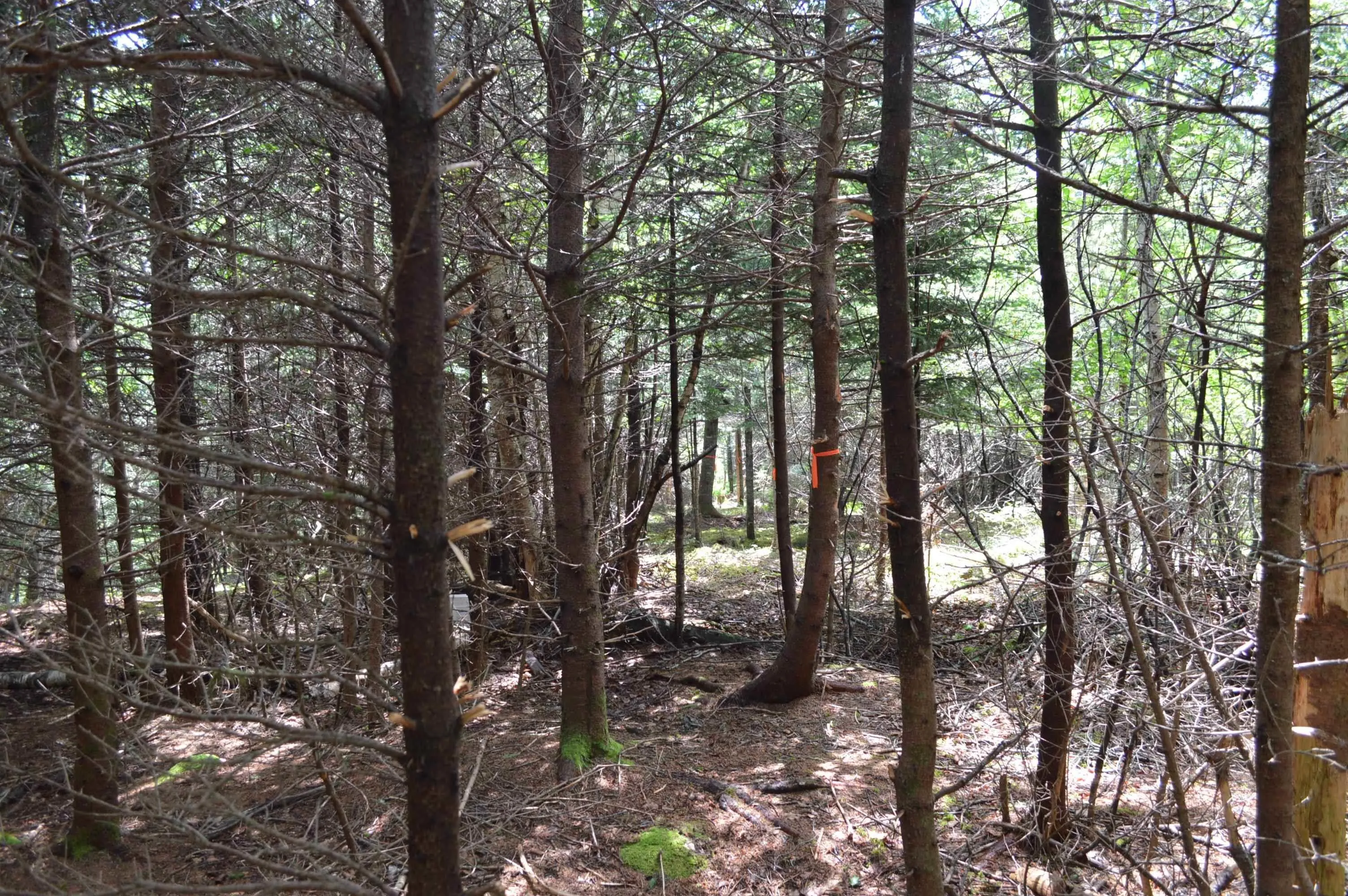 Portion Of 60169216 Blue Rocks Road, Garden Lots, NS B0J 2C0, ,Land,For Sale,Pid 60169216 Blue Rocks,202511266