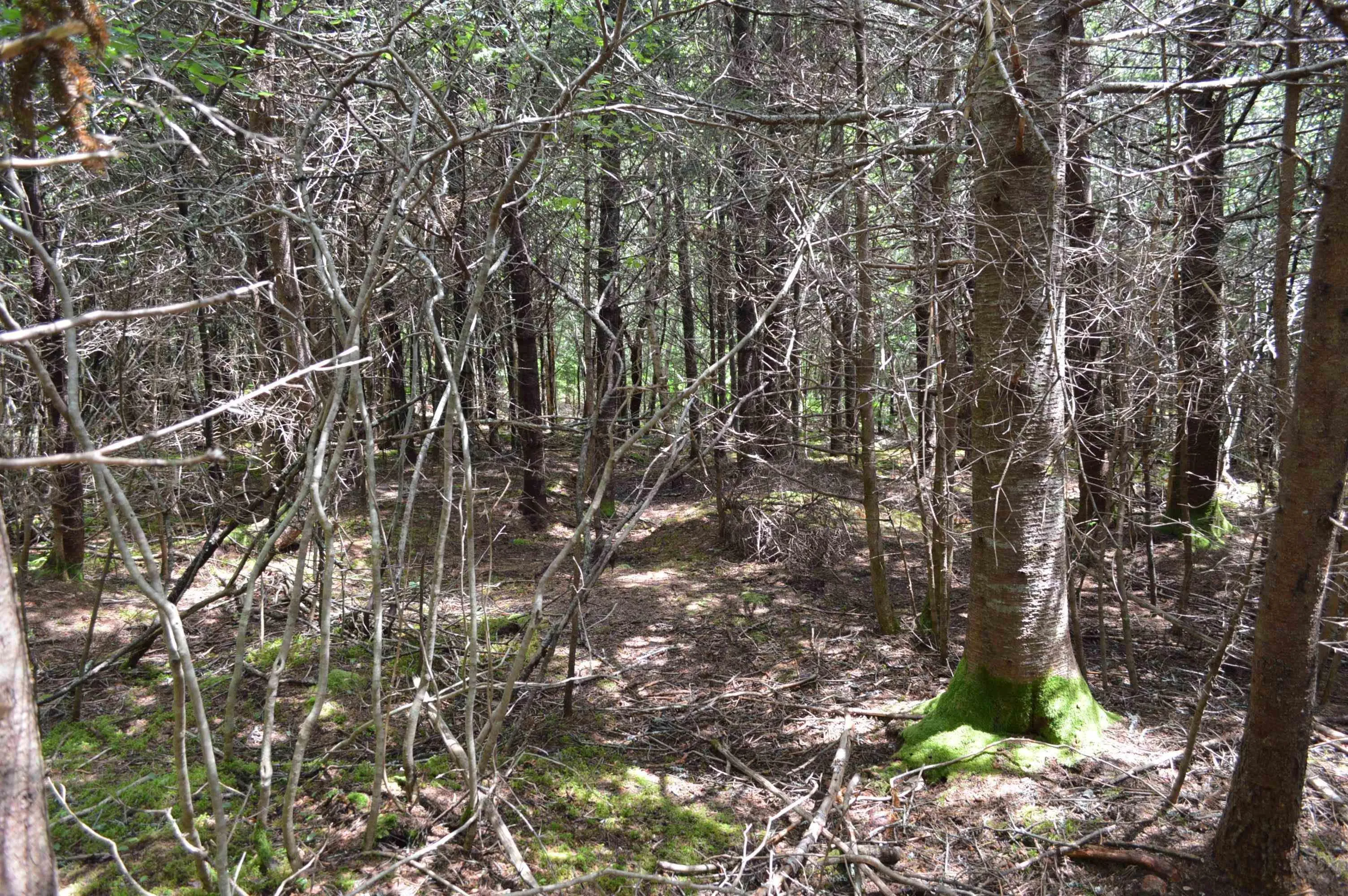 Portion Of 60169216 Blue Rocks Road, Garden Lots, NS B0J 2C0, ,Land,For Sale,Pid 60169216 Blue Rocks,202511266