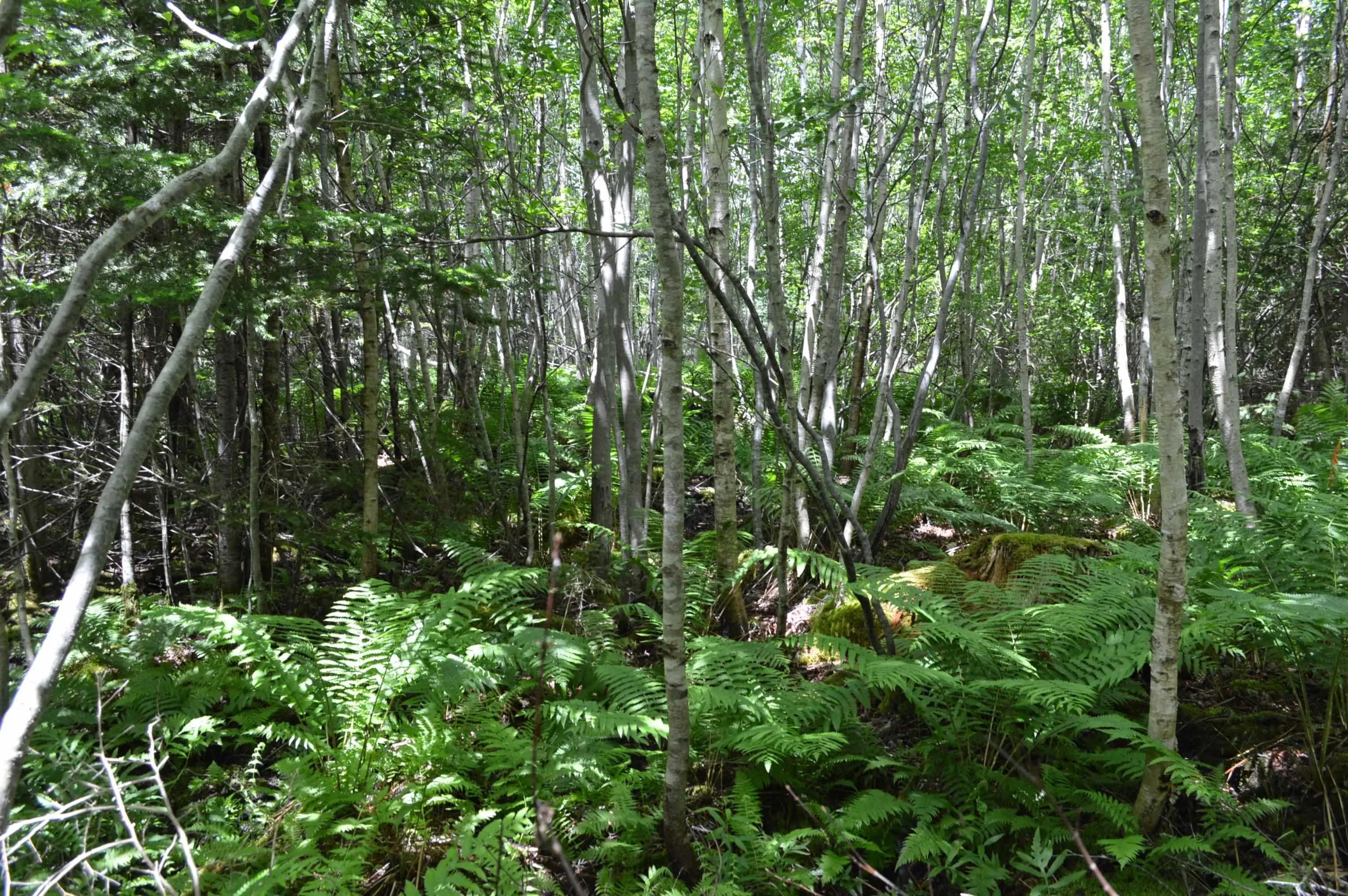 Portion Of 60169216 Blue Rocks Road, Garden Lots, NS B0J 2C0, ,Land,For Sale,Pid 60169216 Blue Rocks,202511266