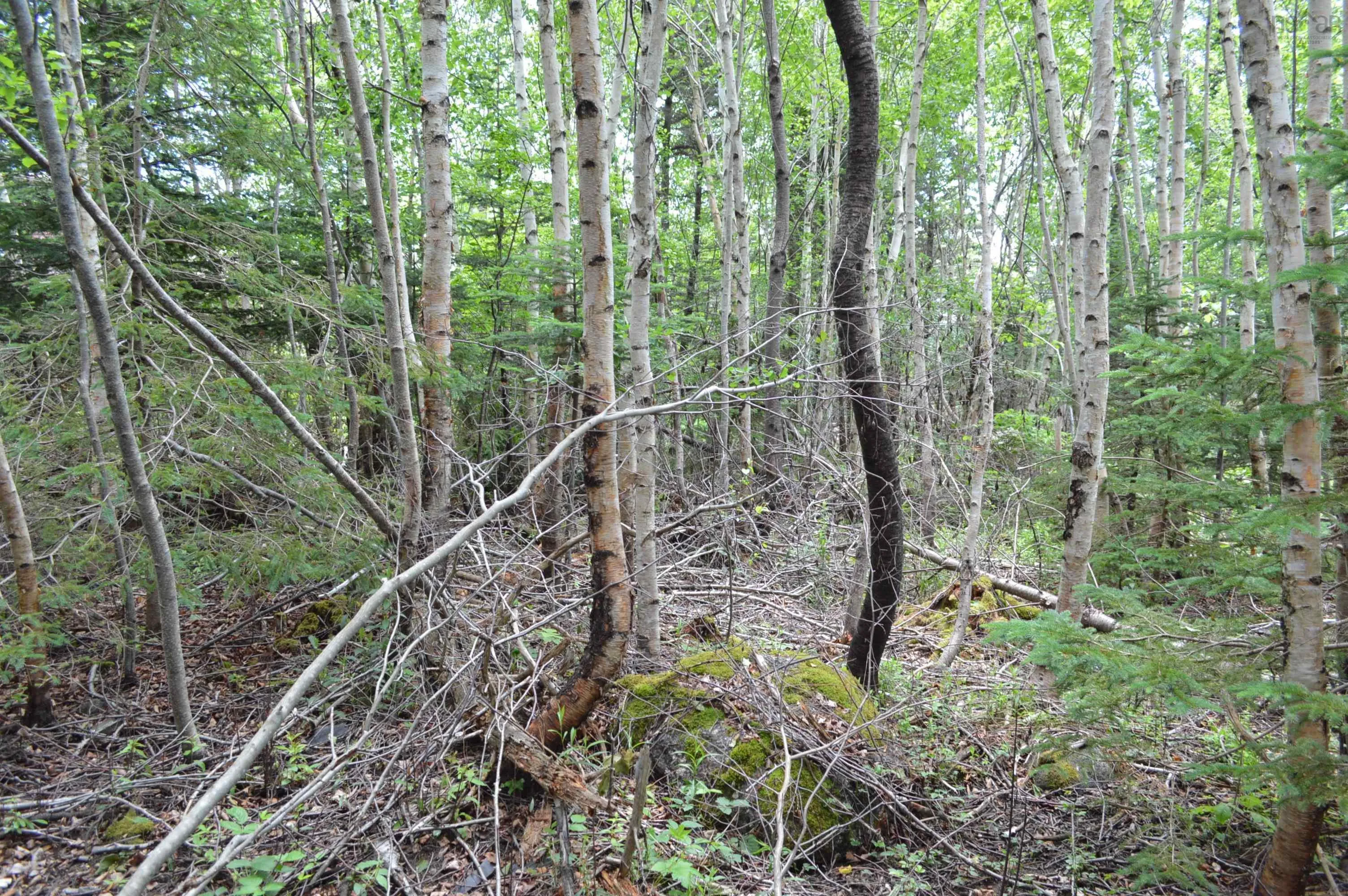 Portion Of 60169216 Blue Rocks Road, Garden Lots, NS B0J 2C0, ,Land,For Sale,Pid 60169216 Blue Rocks,202511266