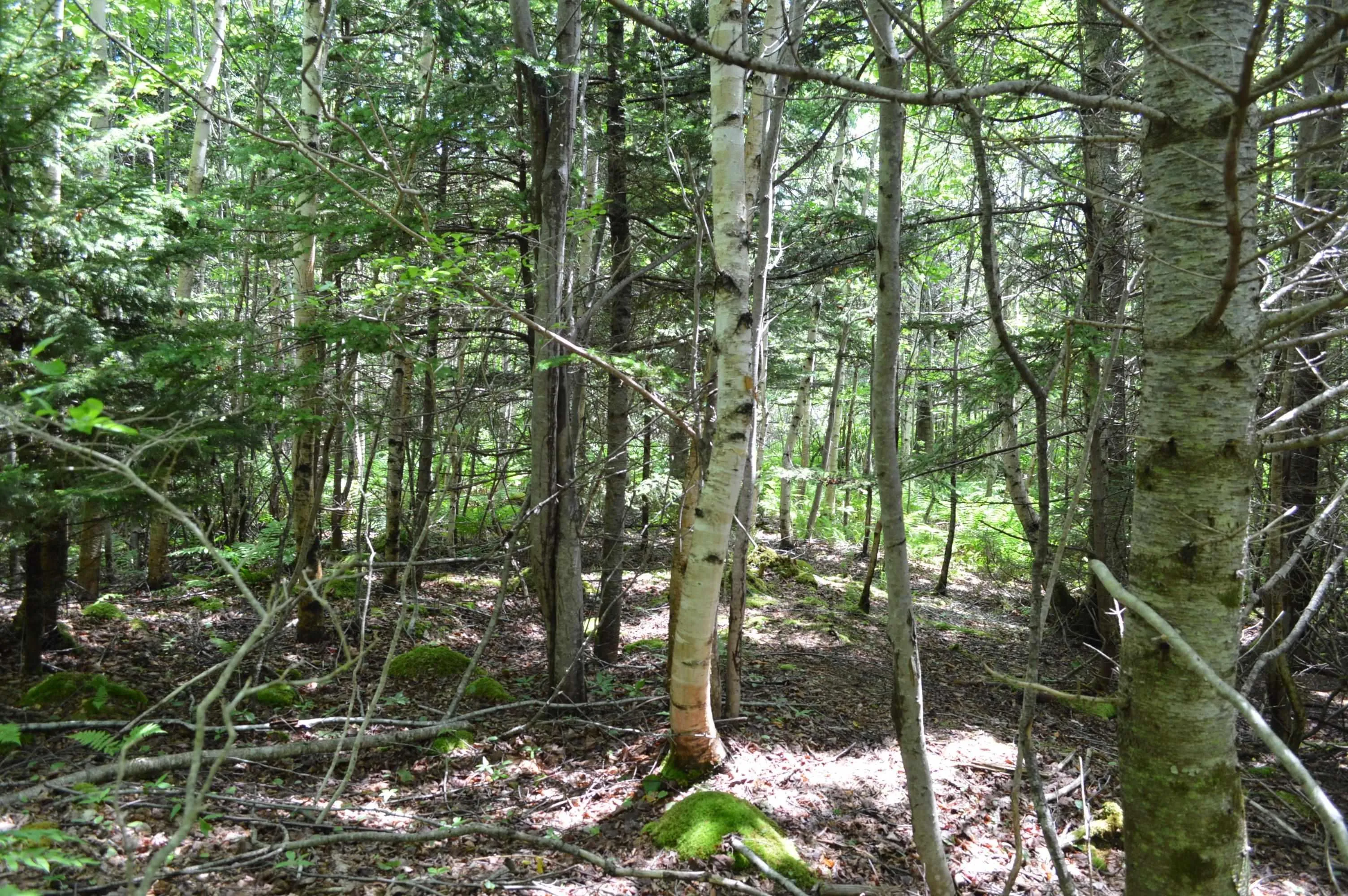 Portion Of 60169216 Blue Rocks Road, Garden Lots, NS B0J 2C0, ,Land,For Sale,Pid 60169216 Blue Rocks,202511266
