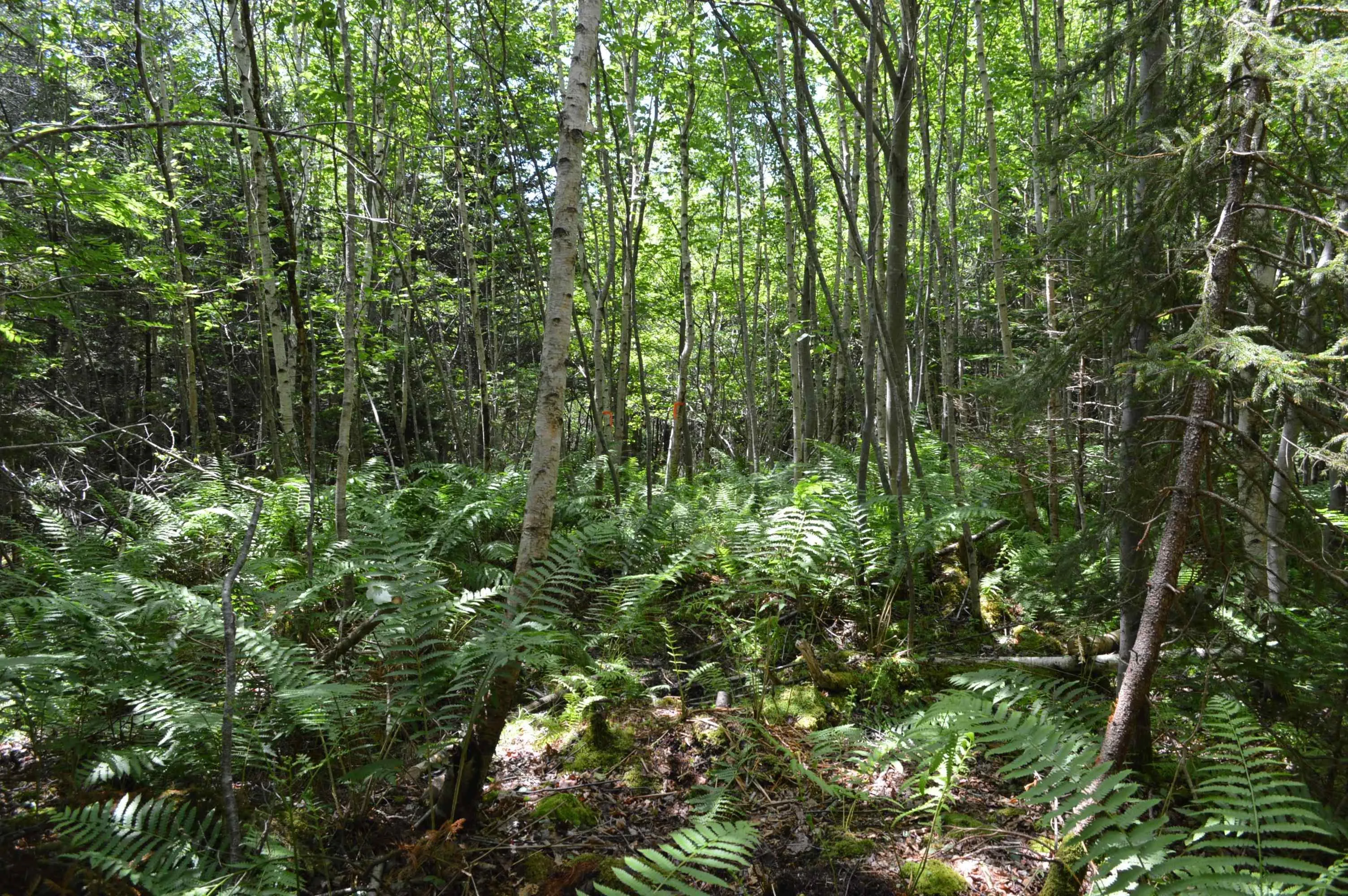 Portion Of 60169216 Blue Rocks Road, Garden Lots, NS B0J 2C0, ,Land,For Sale,Pid 60169216 Blue Rocks,202511266