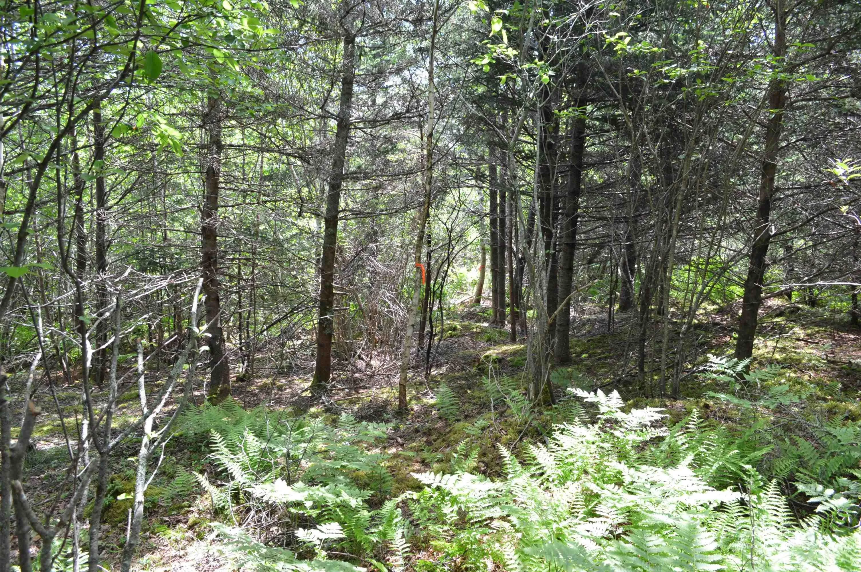 Portion Of 60169216 Blue Rocks Road, Garden Lots, NS B0J 2C0, ,Land,For Sale,Pid 60169216 Blue Rocks,202511266