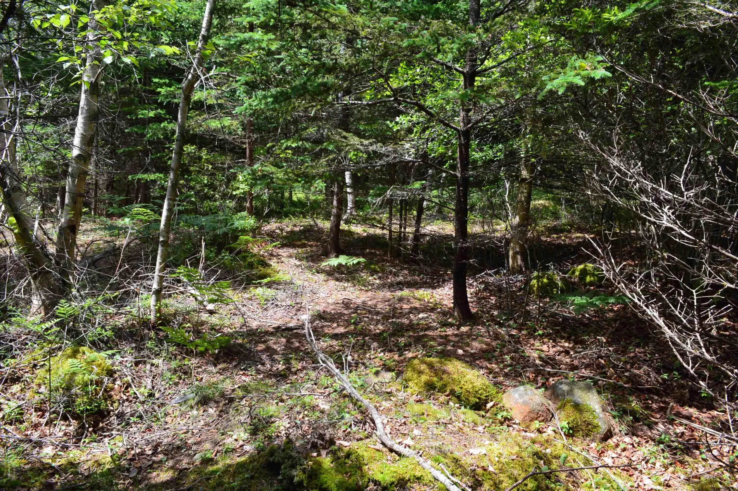 Portion Of 60169216 Blue Rocks Road, Garden Lots, NS B0J 2C0, ,Land,For Sale,Pid 60169216 Blue Rocks,202511266