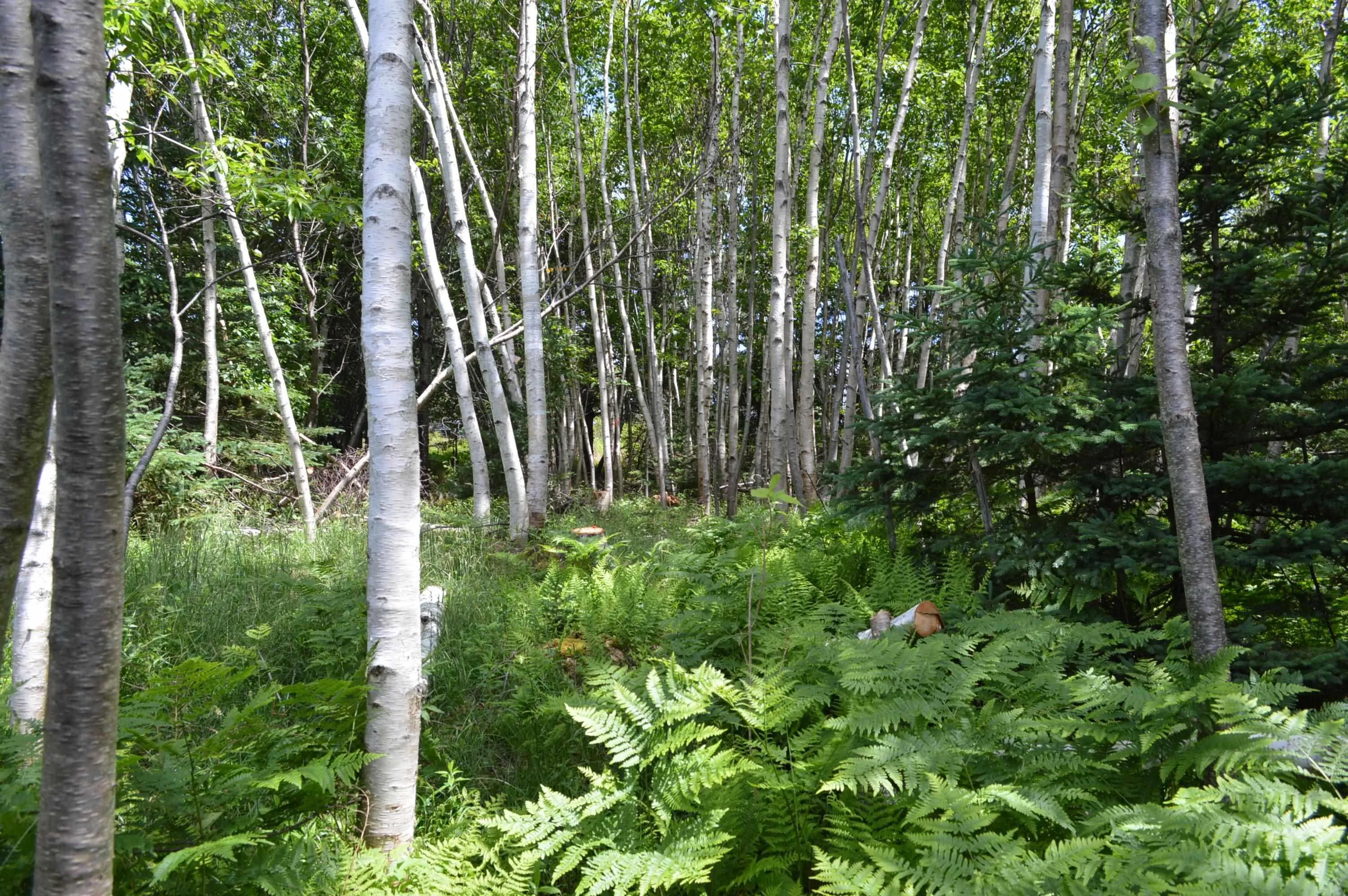 Portion Of 60169216 Blue Rocks Road, Garden Lots, NS B0J 2C0, ,Land,For Sale,Pid 60169216 Blue Rocks,202511266