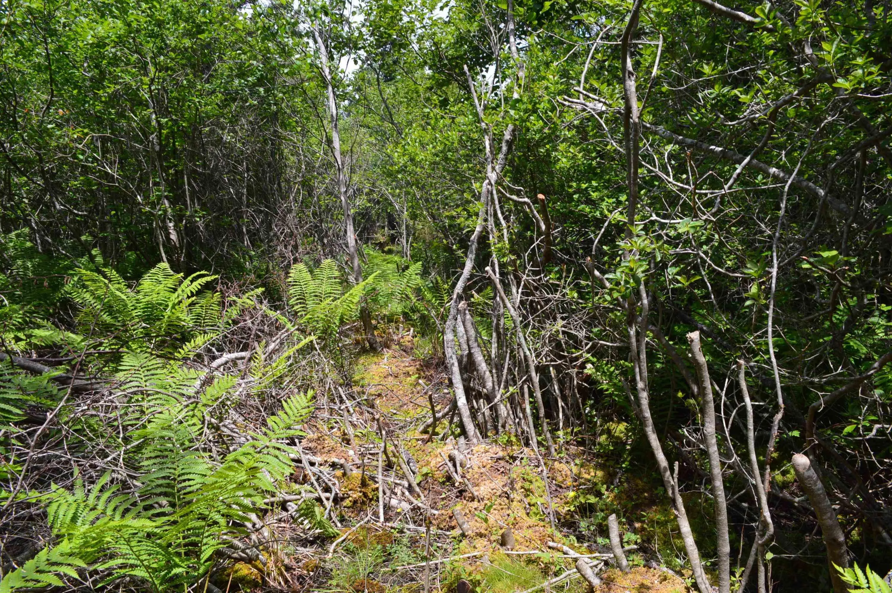 Portion Of 60169216 Blue Rocks Road, Garden Lots, NS B0J 2C0, ,Land,For Sale,Pid 60169216 Blue Rocks,202511266