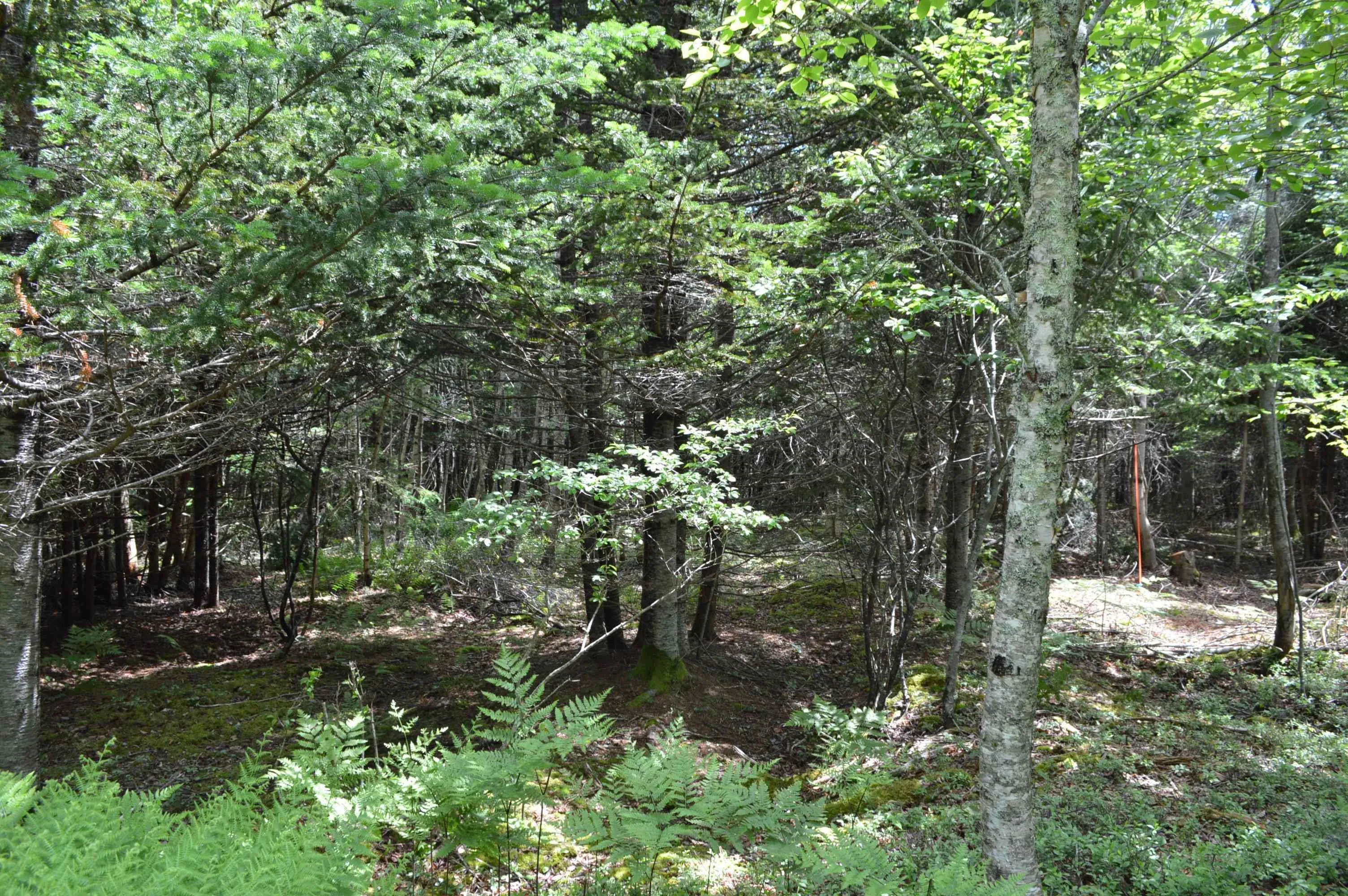 Portion Of 60169216 Blue Rocks Road, Garden Lots, NS B0J 2C0, ,Land,For Sale,Pid 60169216 Blue Rocks,202511266