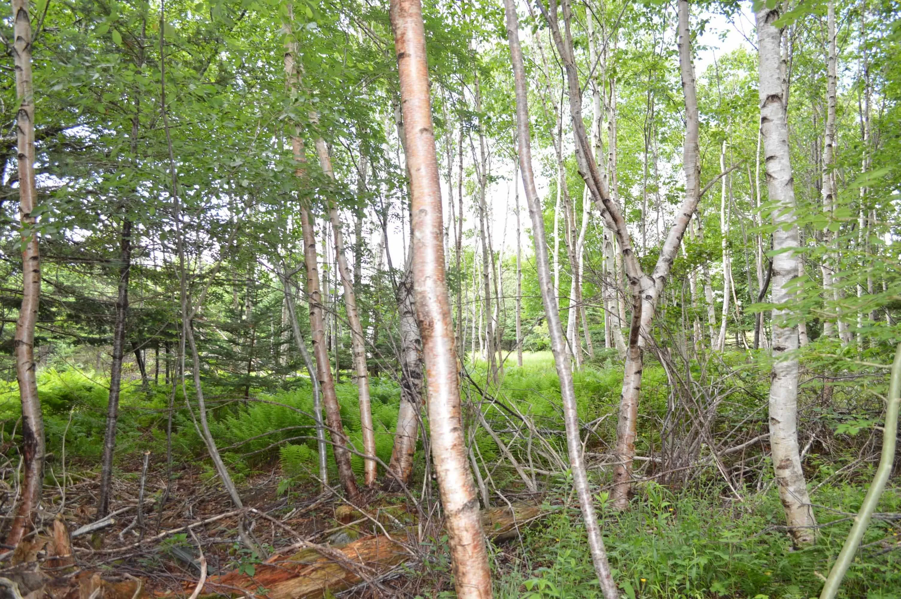 Portion Of 60169216 Blue Rocks Road, Garden Lots, NS B0J 2C0, ,Land,For Sale,Pid 60169216 Blue Rocks,202511266