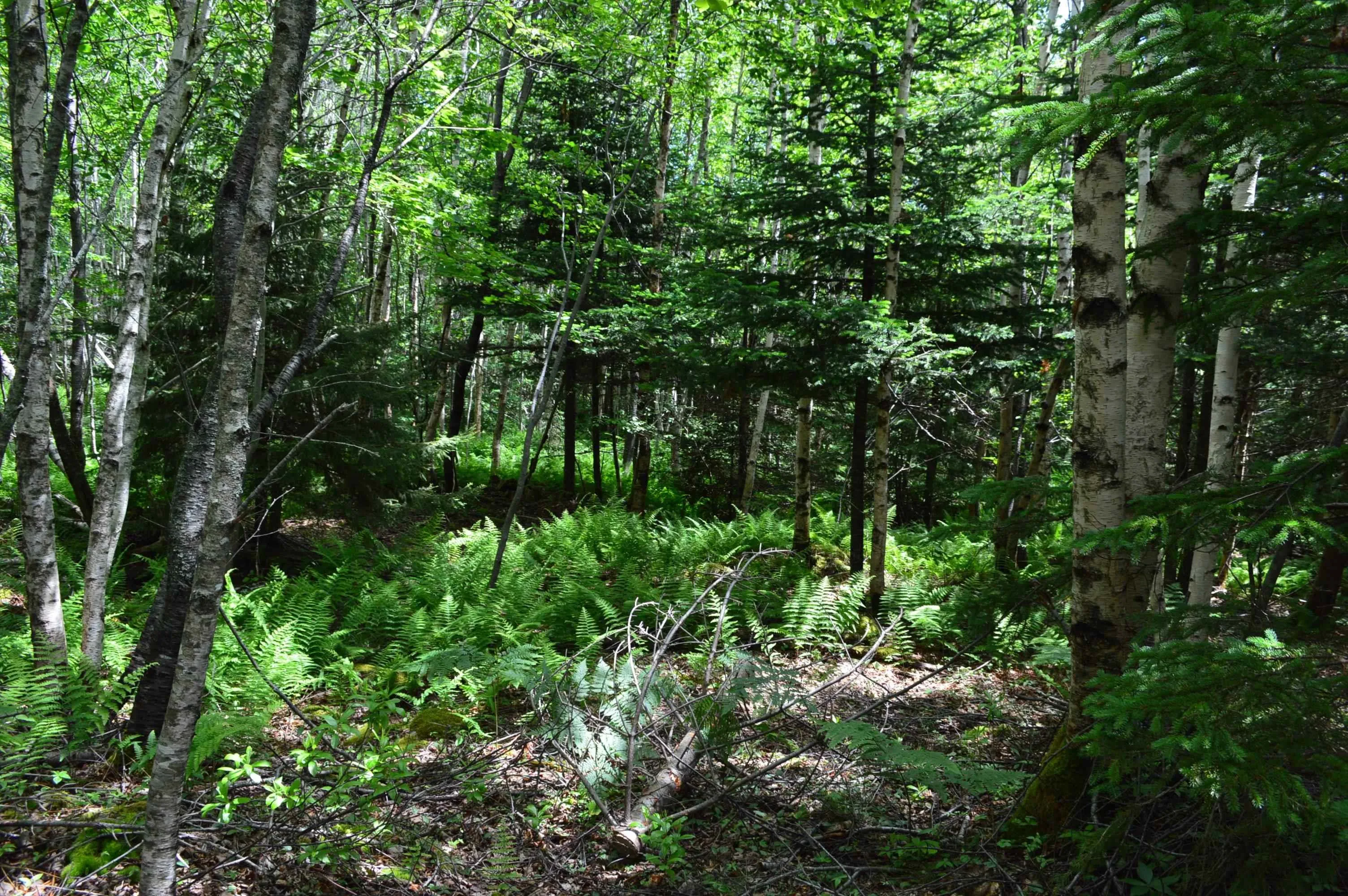 Portion Of 60169216 Blue Rocks Road, Garden Lots, NS B0J 2C0, ,Land,For Sale,Pid 60169216 Blue Rocks,202511266