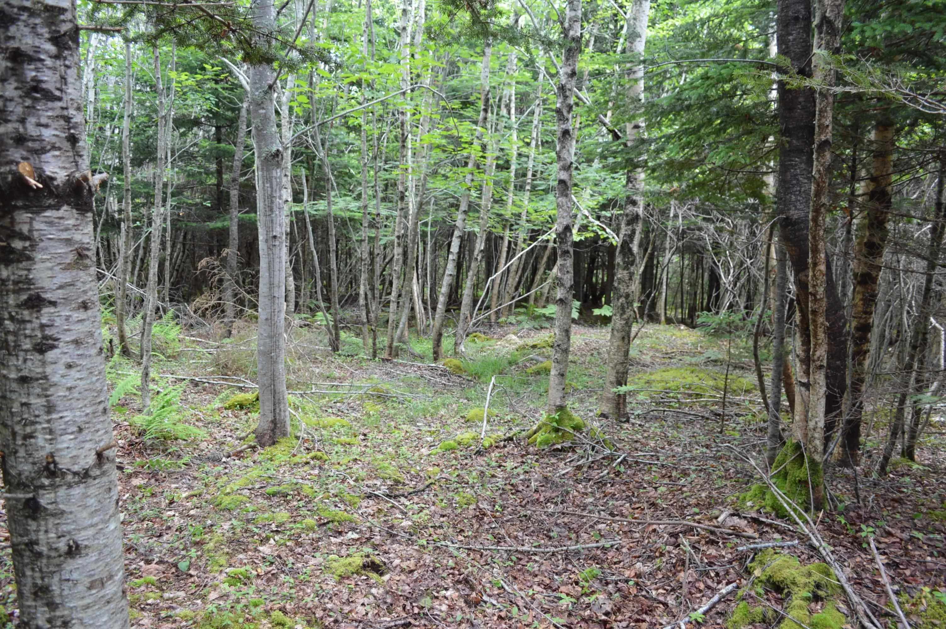 Portion Of 60169216 Blue Rocks Road, Garden Lots, NS B0J 2C0, ,Land,For Sale,Pid 60169216 Blue Rocks,202511266