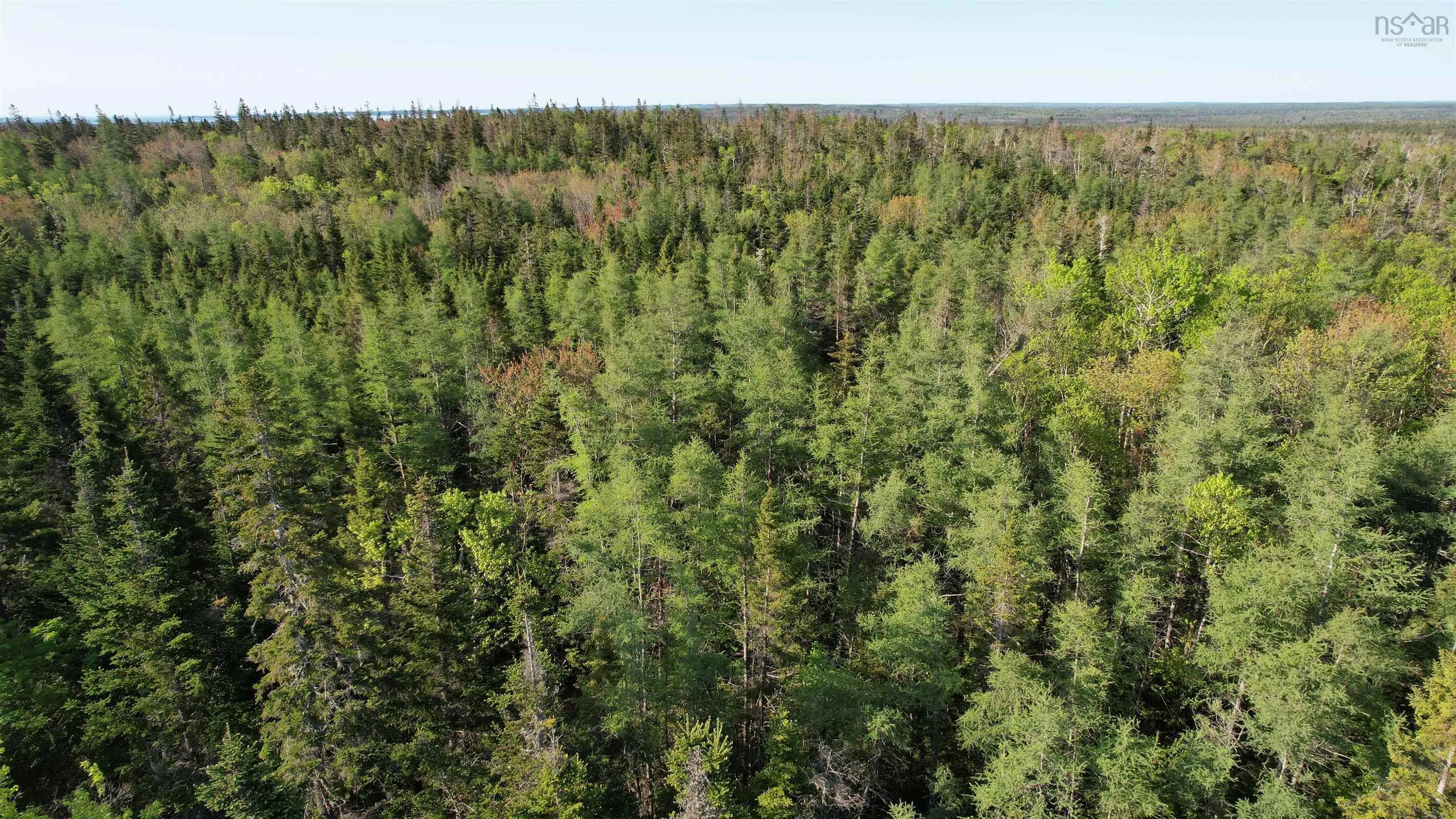 Birch Grove Road, Port Morien, NS B1B 1J3, ,Land,For Sale,Birch Grove,202513369