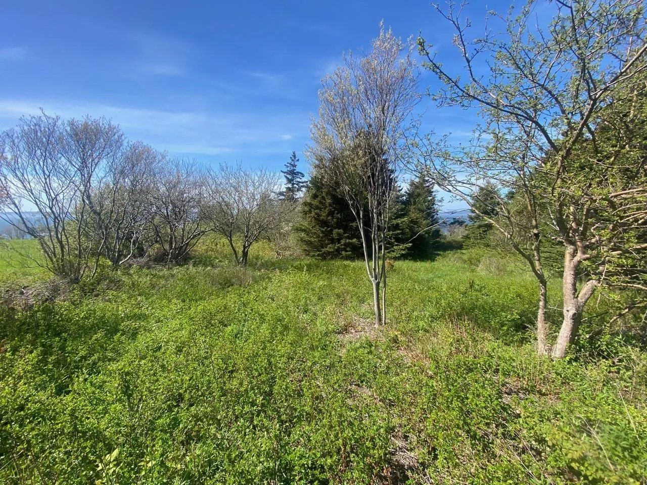 #101 Highway, Plympton Ns B0w 2r0, ,Land,For Sale,#101,202505538