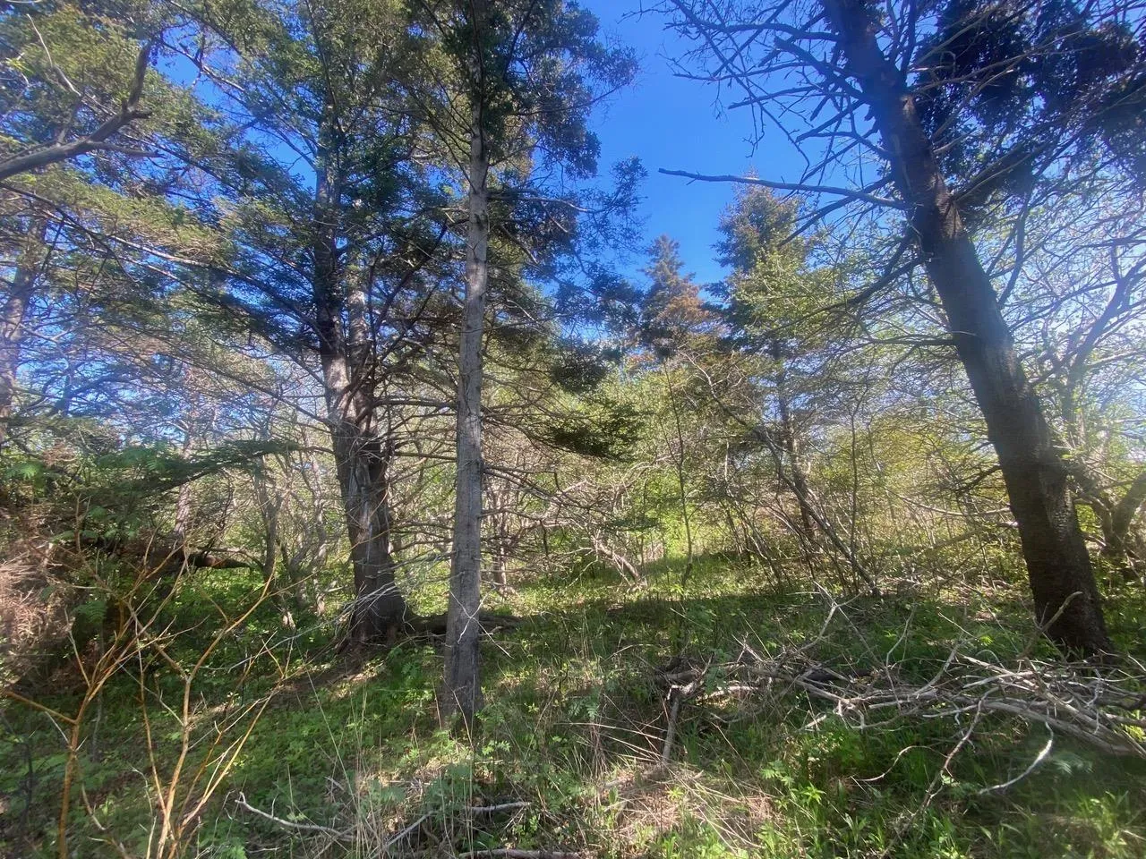 #101 Highway, Plympton Ns B0w 2r0, ,Land,For Sale,#101,202505538