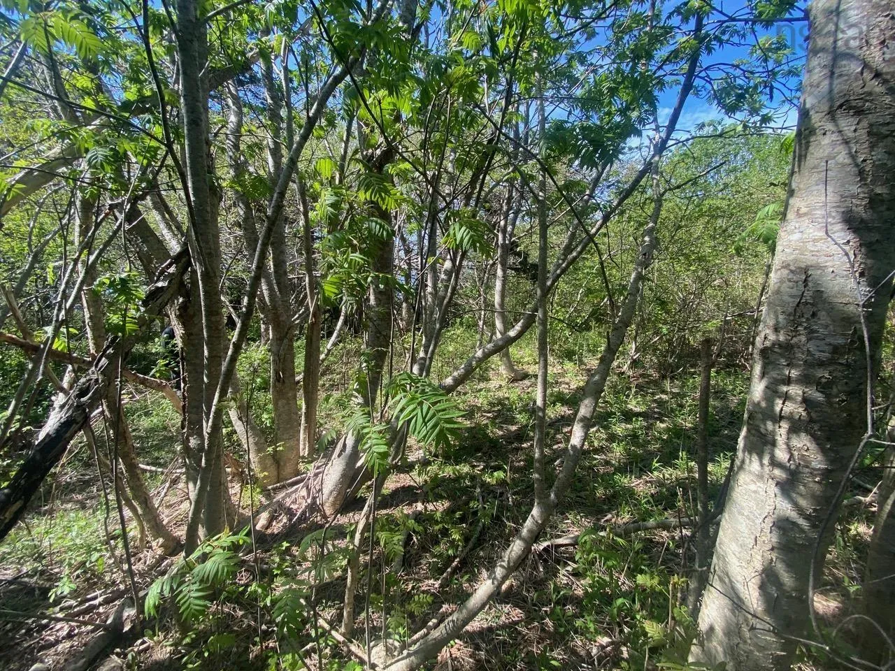 #101 Highway, Plympton Ns B0w 2r0, ,Land,For Sale,#101,202505538