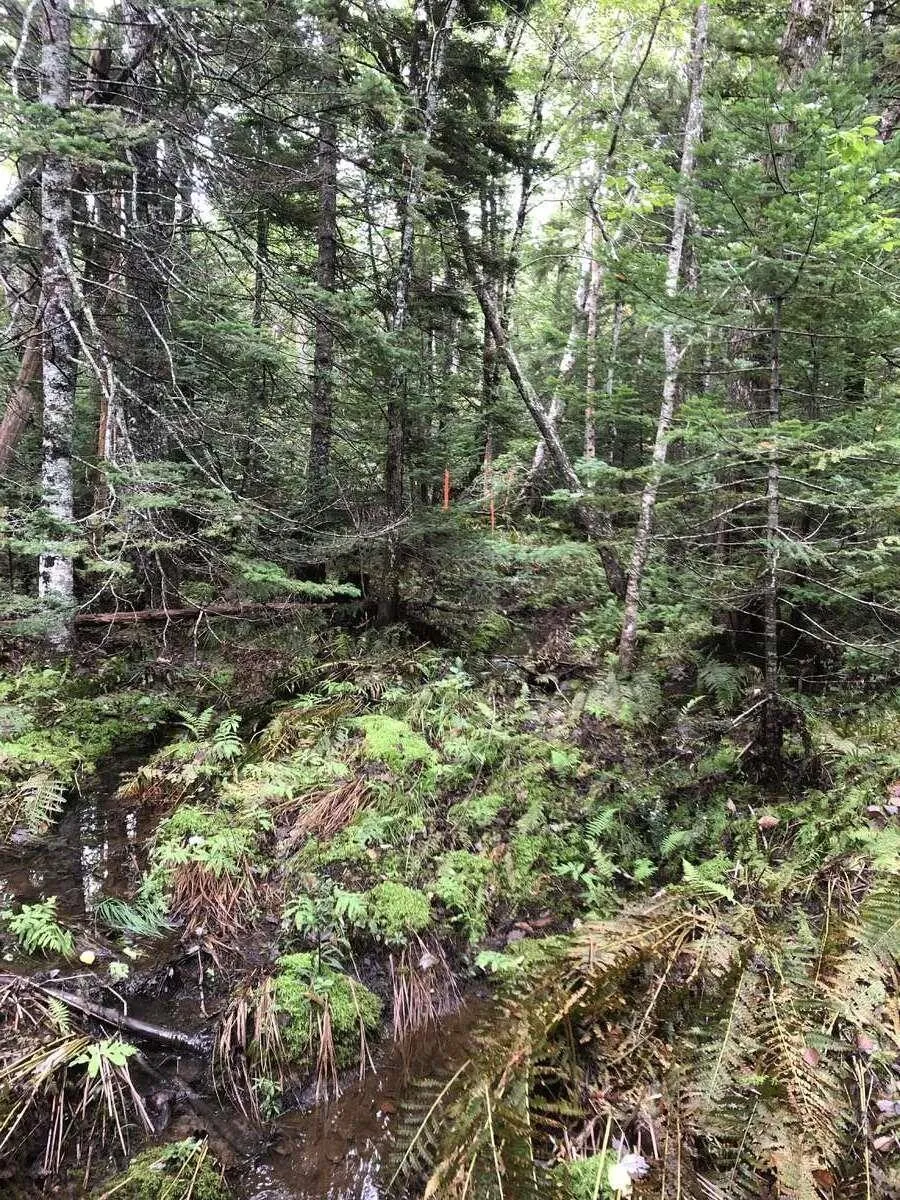 Brook Street, Fletchers Lake, NS B2T 1A5, ,Land,For Sale,Brook,202522038