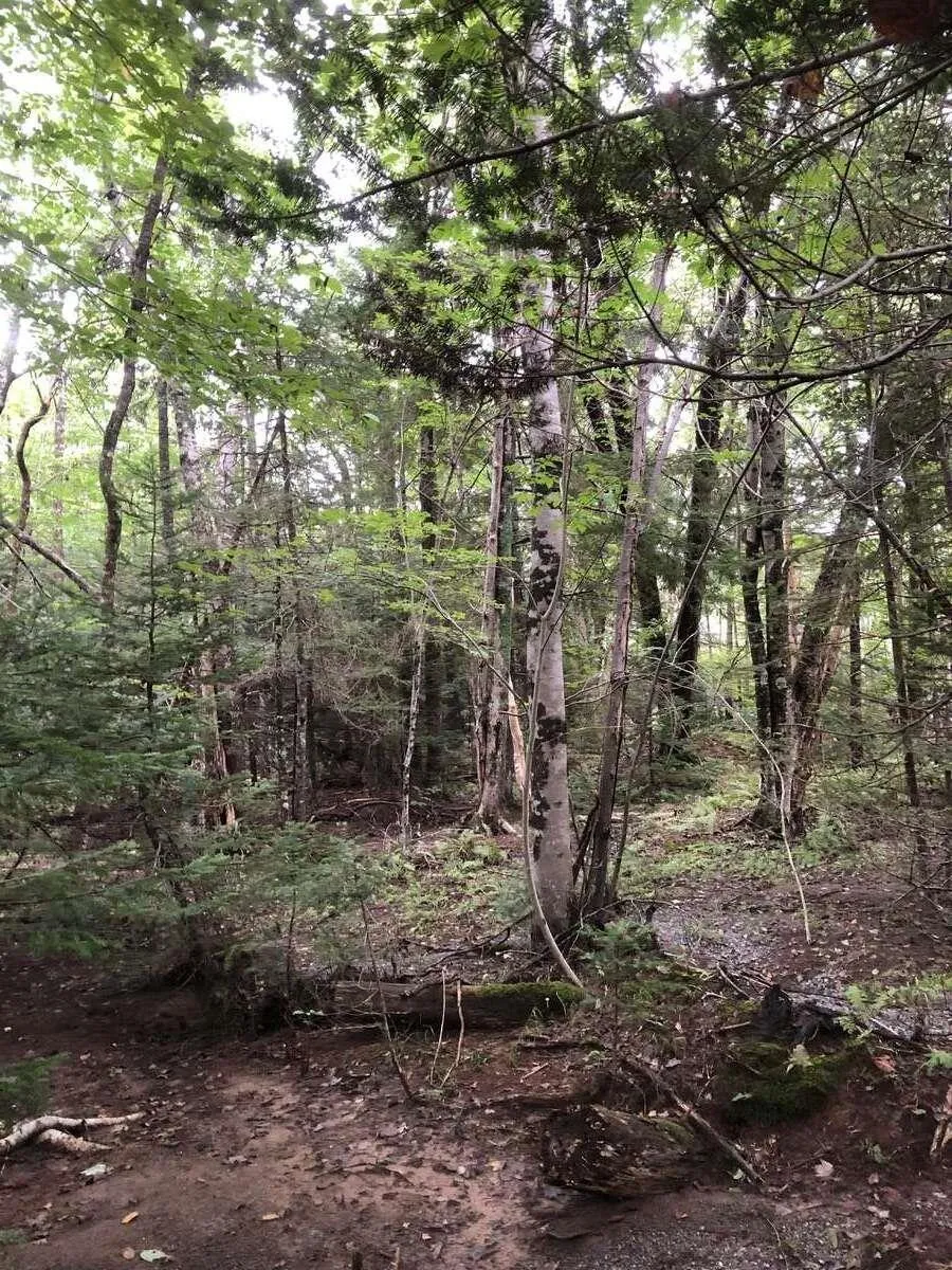 Brook Street, Fletchers Lake, NS B2T 1A5, ,Land,For Sale,Brook,202522038