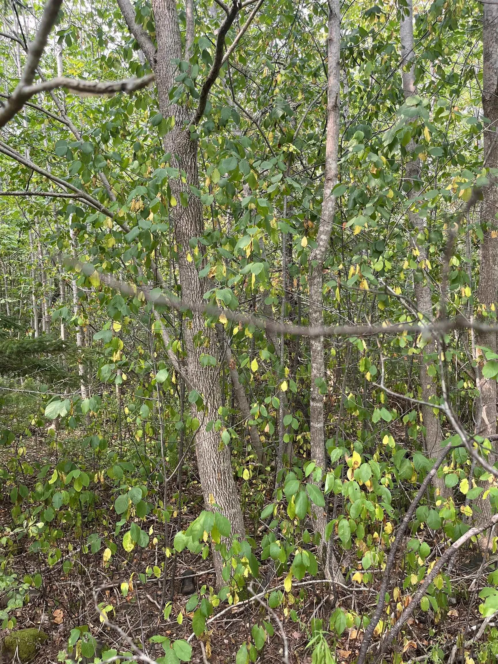 Granville Road Lot 5, Karsdale, NS B0S 1A0, ,Land,For Sale,Granville,202522684