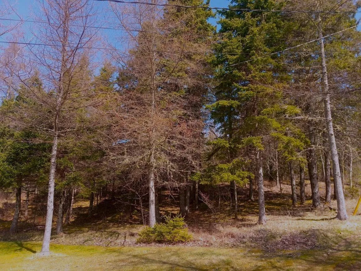 Jonny Cash Lane, Juniper Mountain Ns B1k 0c2, ,Land,For Sale,Johnny Cash Lane,202510145