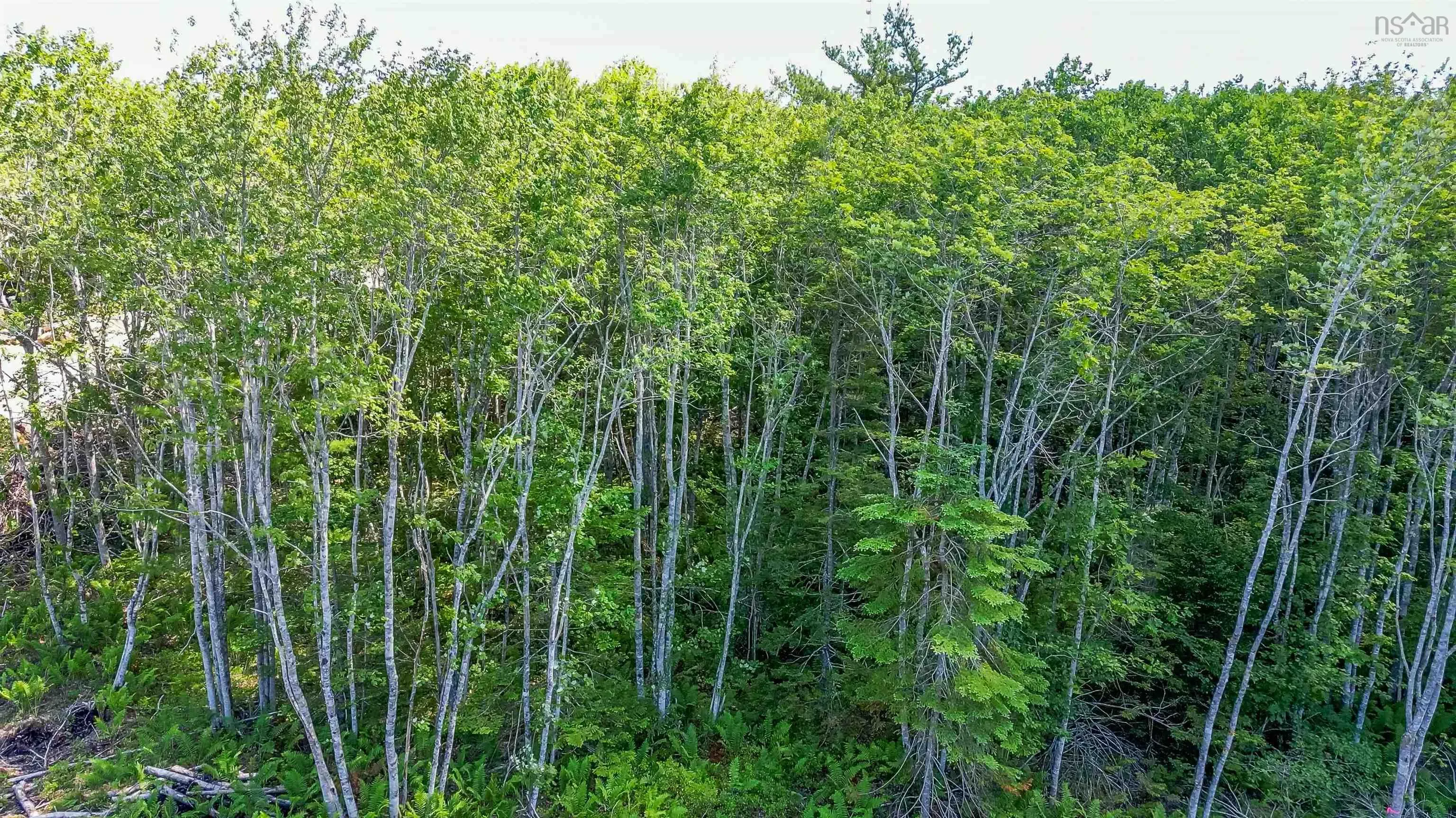 Morton Drive, Liverpool Ns B0t 1k0, ,Land,For Sale,Morton,202416084
