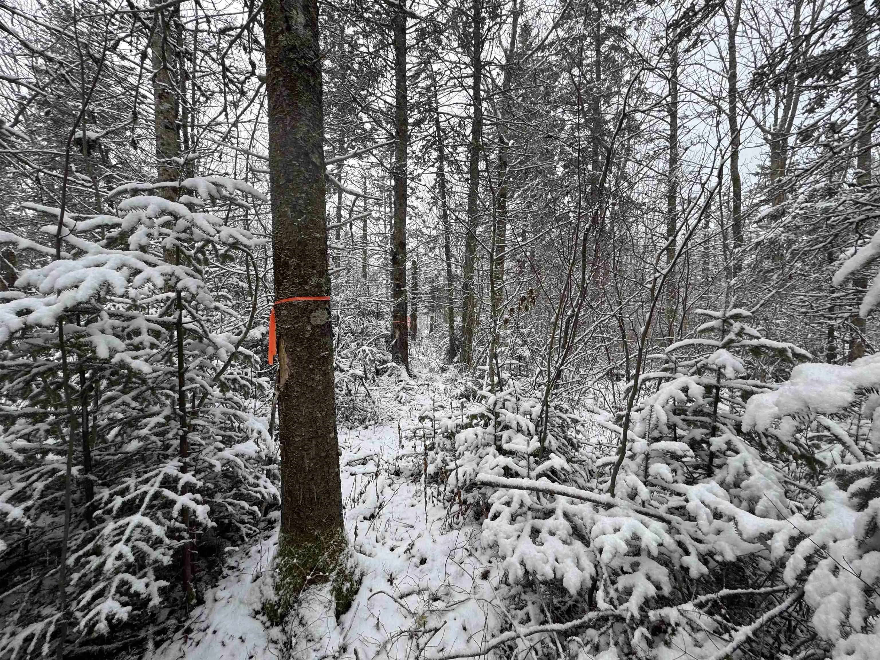 Lot 4 Outram Road, Mount Hanley, NS B0S 1P0, ,Land,For Sale,Outram,202520721